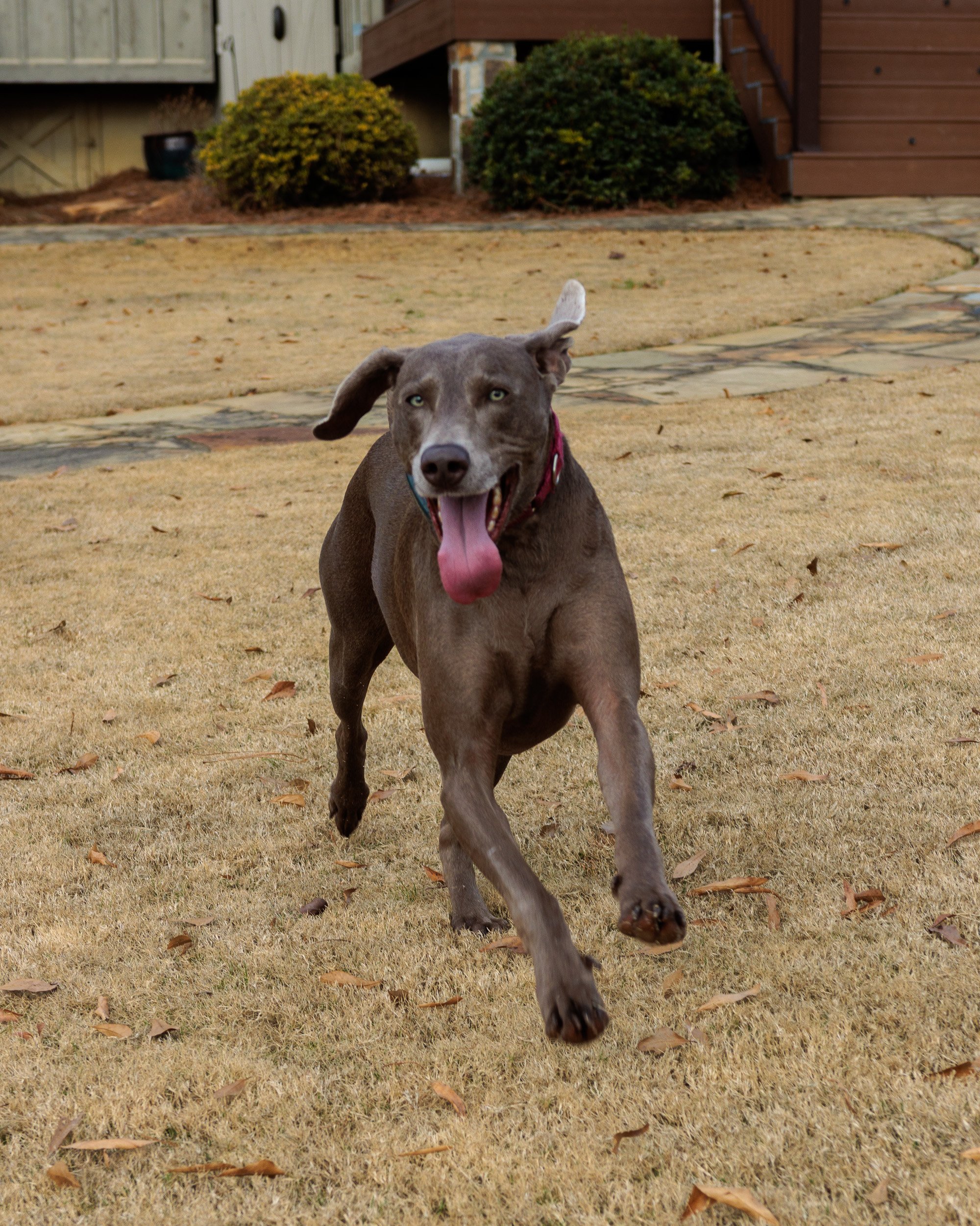 Splash, Fetch, Nap- Christmas at the Lake.-04.jpg