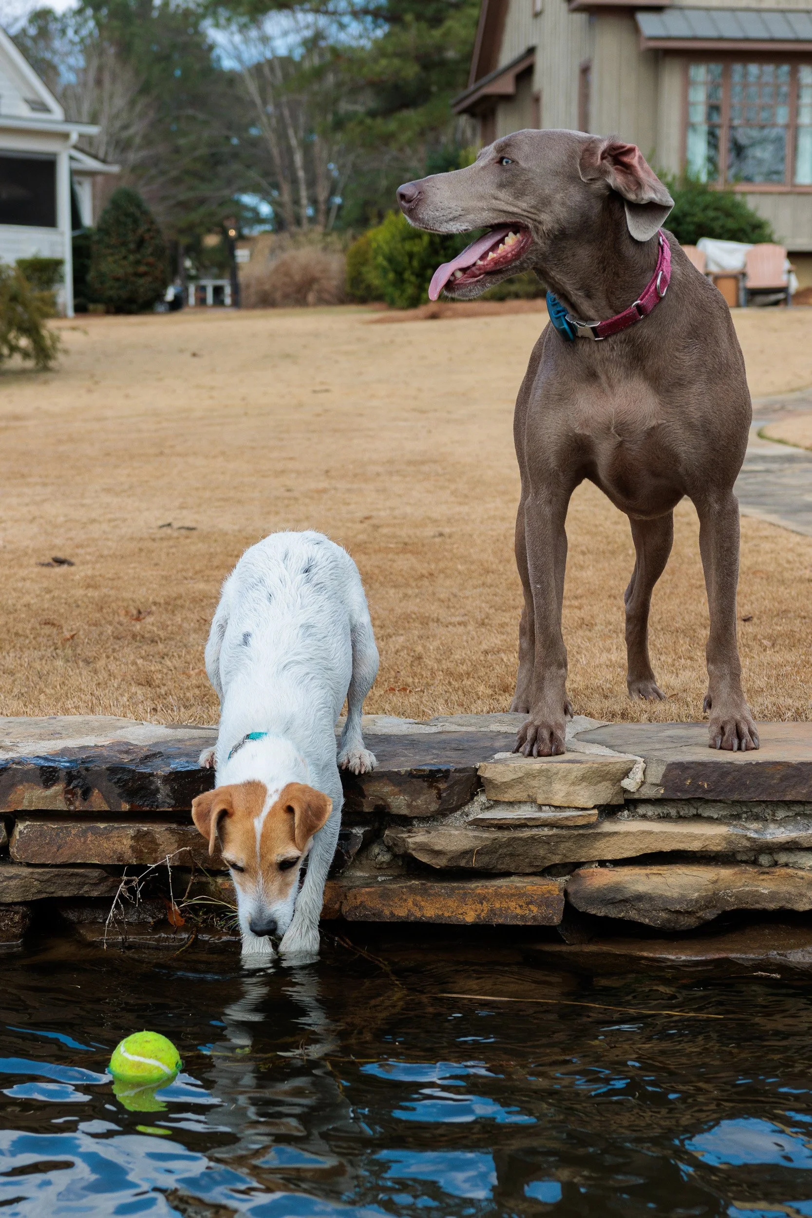 Splash, Fetch, Nap- Christmas at the Lake.-05.jpg