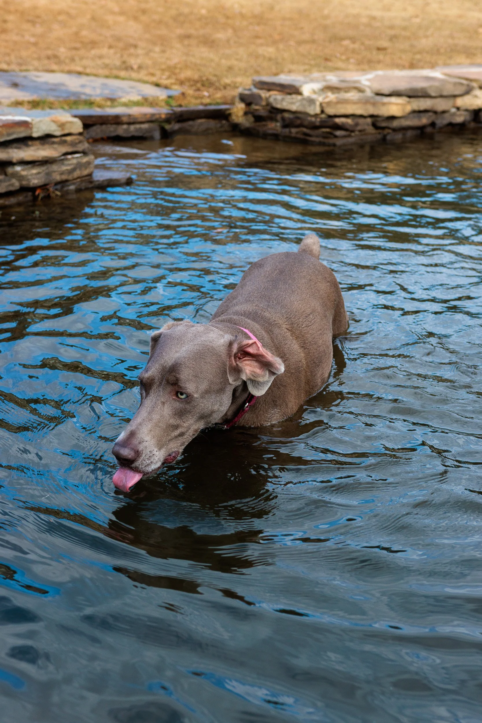 Splash, Fetch, Nap- Christmas at the Lake.-06.jpg