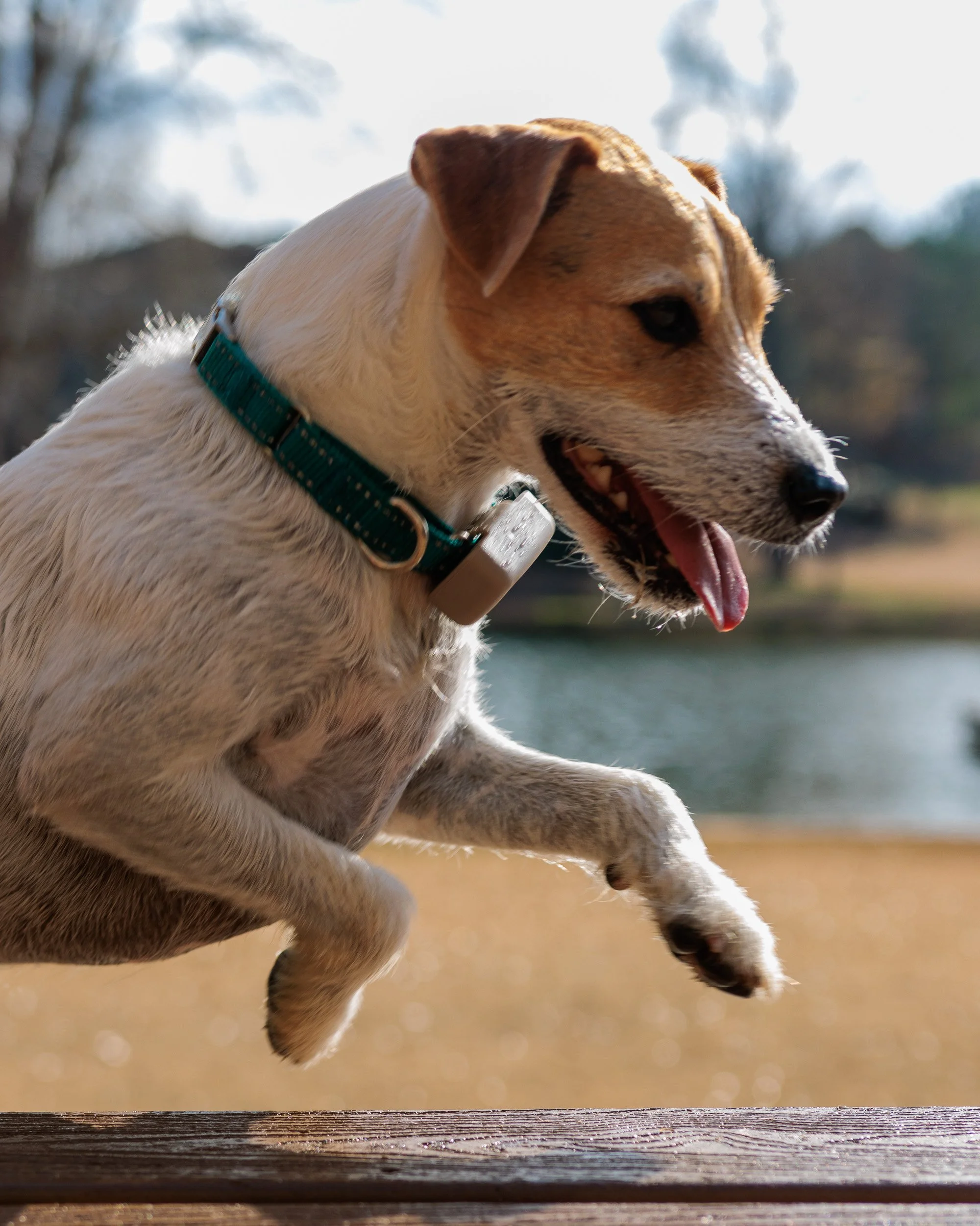 Splash, Fetch, Nap- Christmas at the Lake.-07.jpg