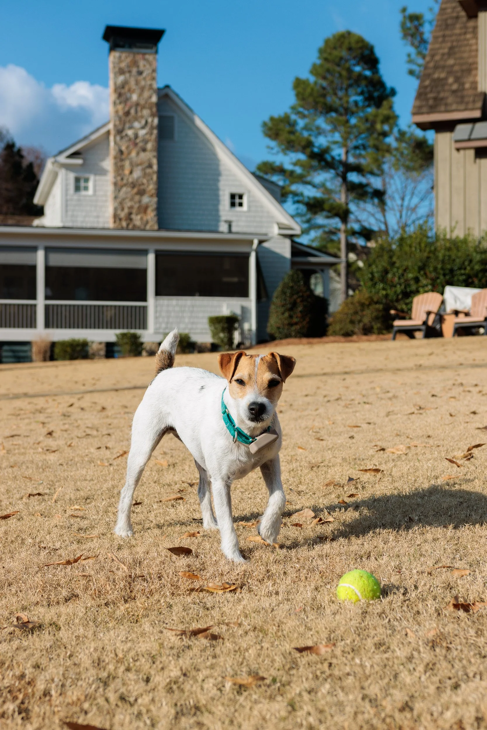 Fetch Before the Feast- Christmas Eve at the Lake-01.jpg