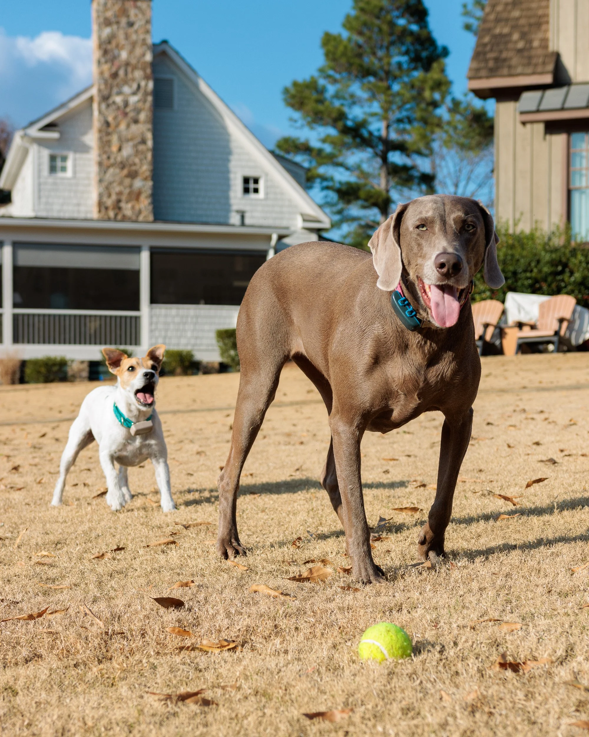 Fetch Before the Feast- Christmas Eve at the Lake-02.jpg