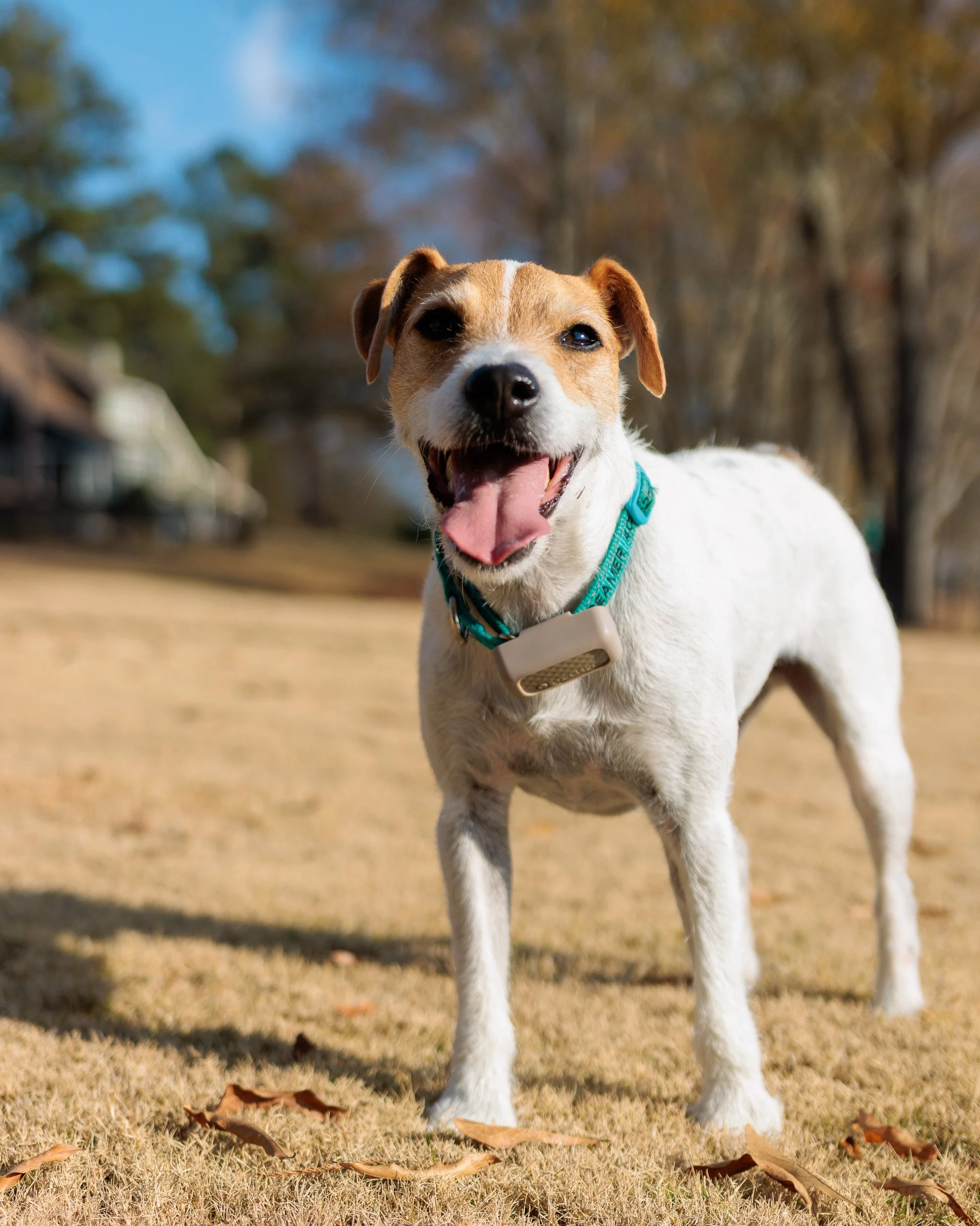 Fetch Before the Feast- Christmas Eve at the Lake-04.jpg