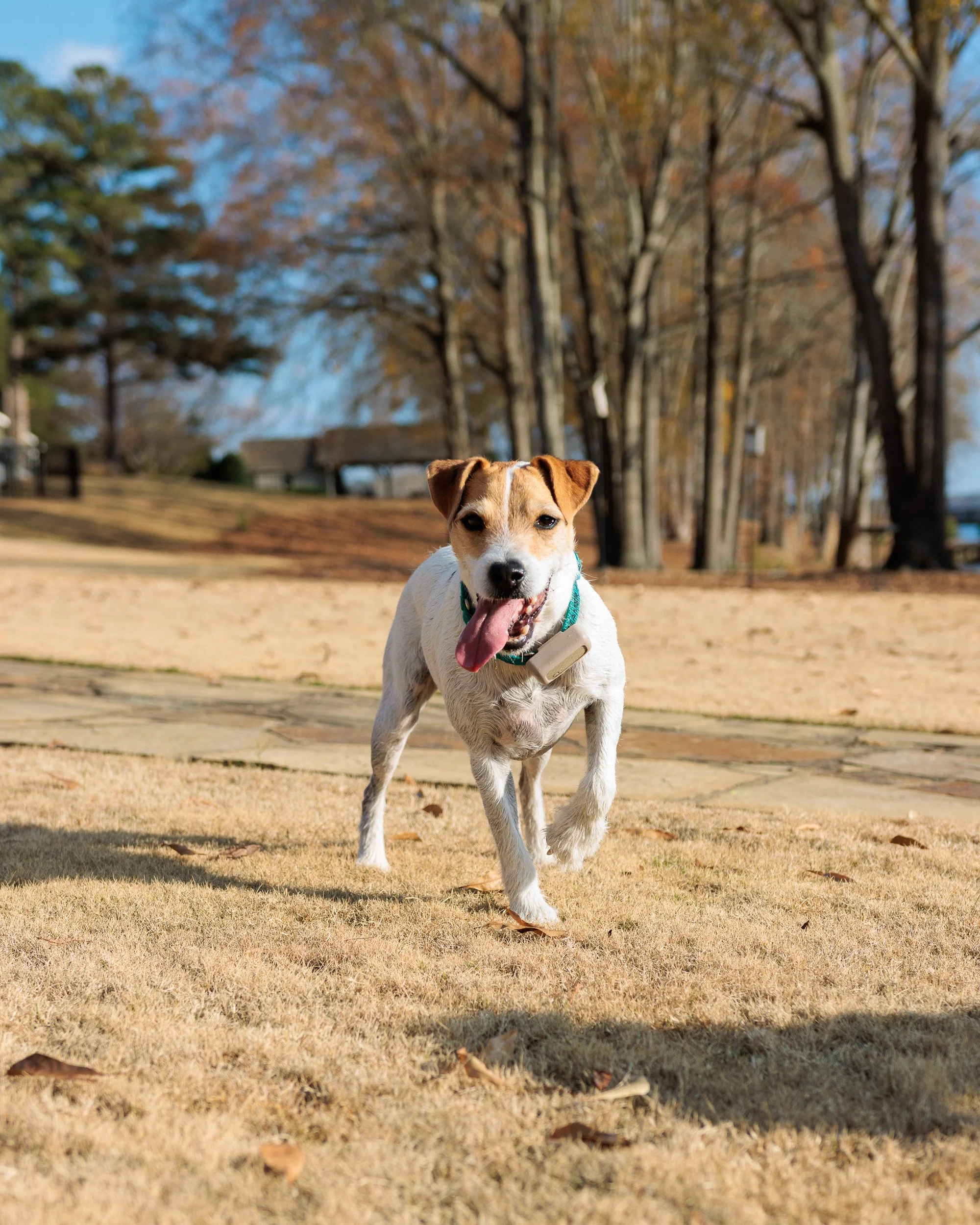 Fetch Before the Feast- Christmas Eve at the Lake-05.jpg