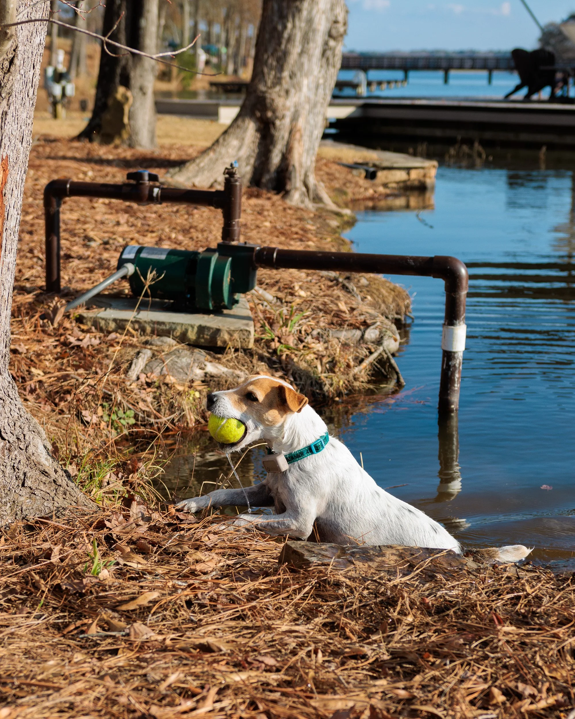 Fetch Before the Feast- Christmas Eve at the Lake-06.jpg