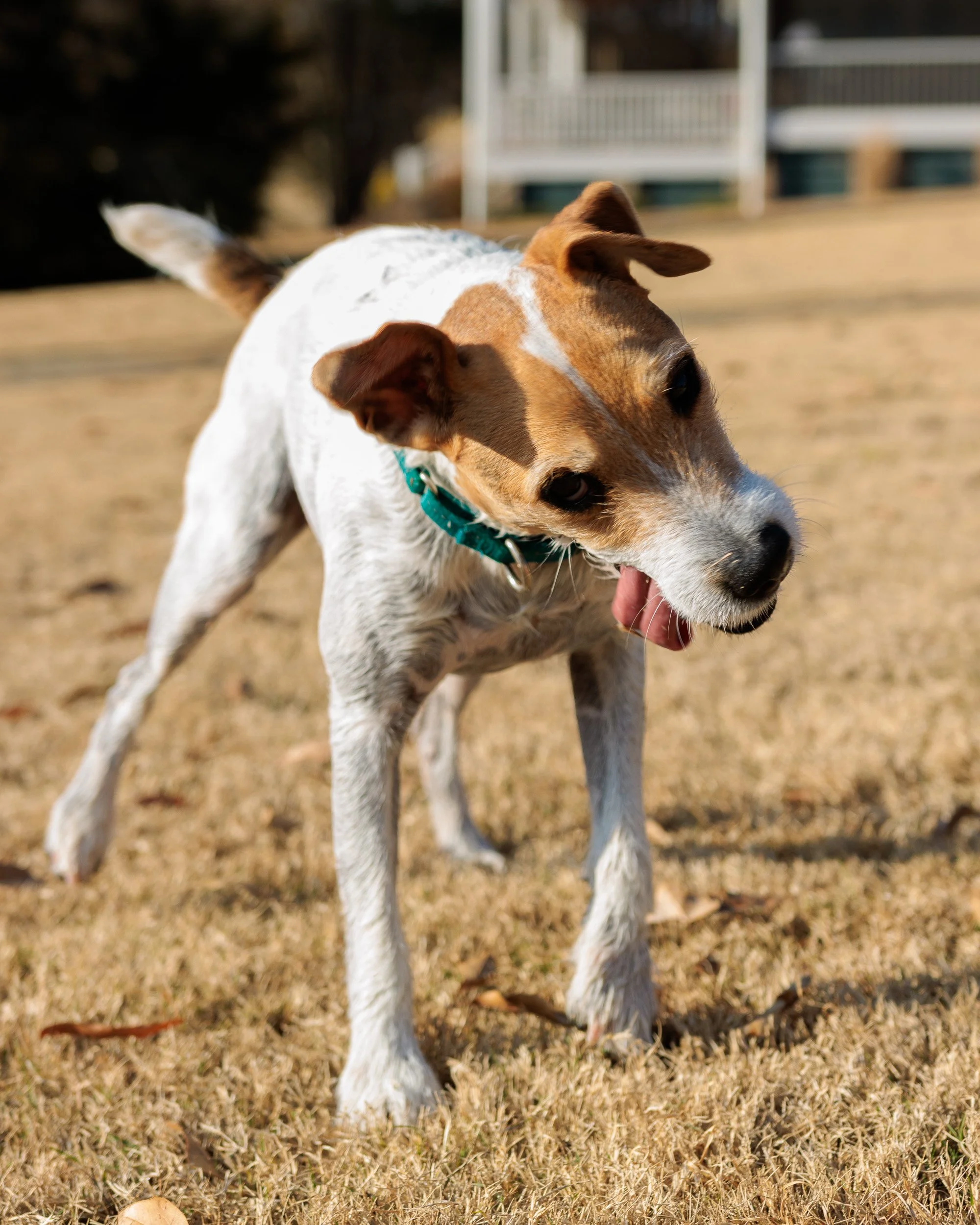 Fetch Before the Feast- Christmas Eve at the Lake-07.jpg