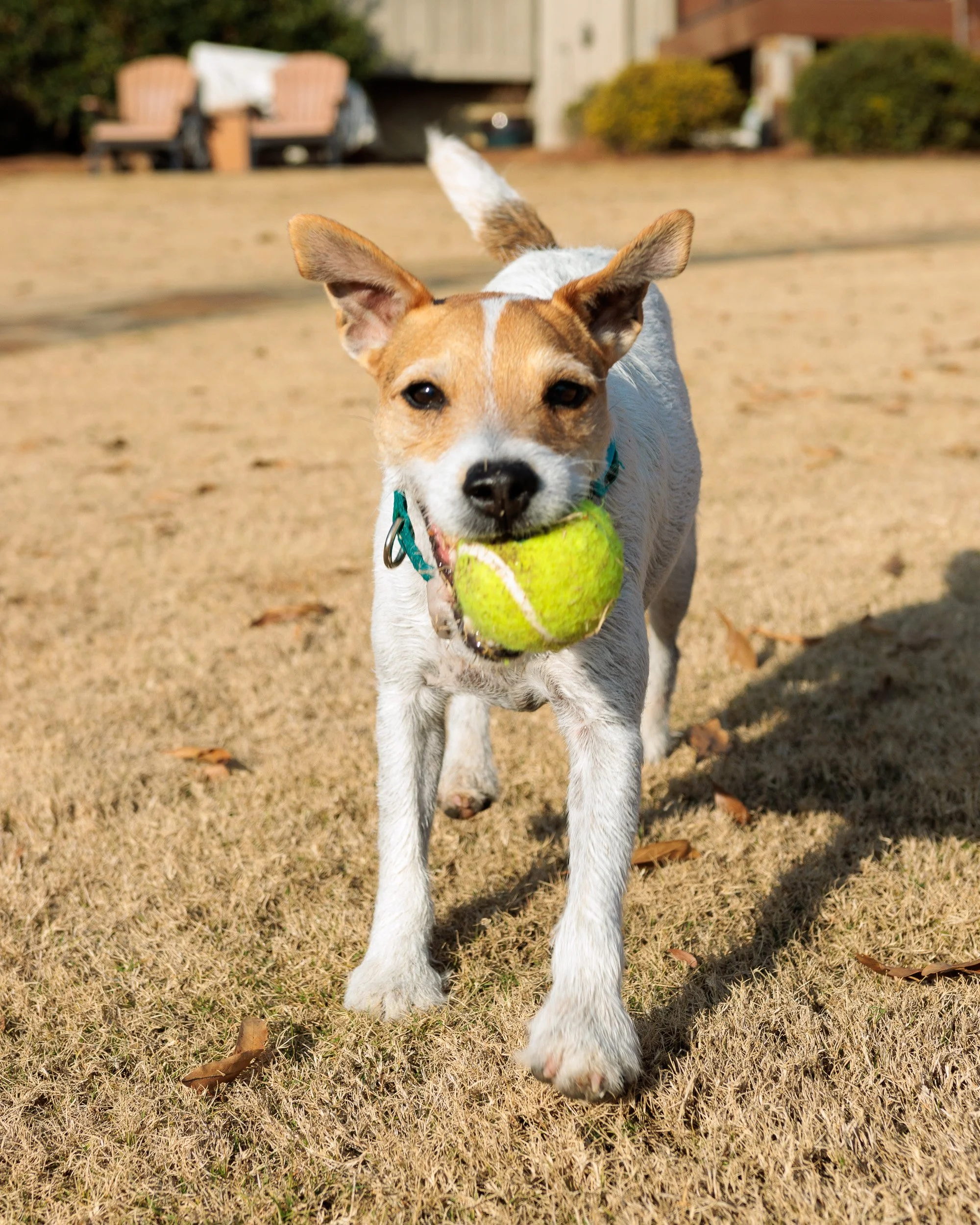 Fetch Before the Feast- Christmas Eve at the Lake-09.jpg