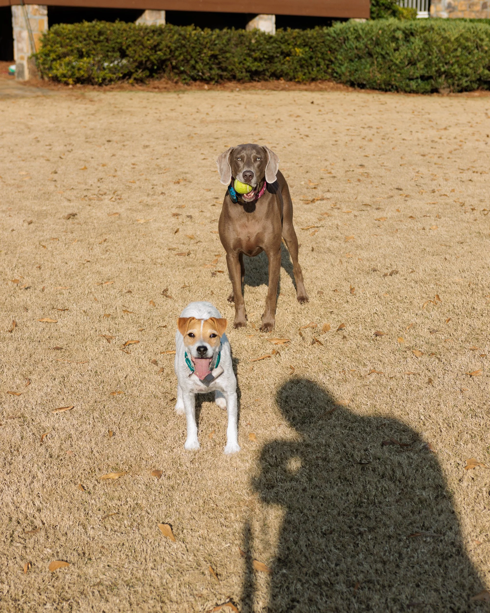 Fetch Before the Feast- Christmas Eve at the Lake-08.jpg