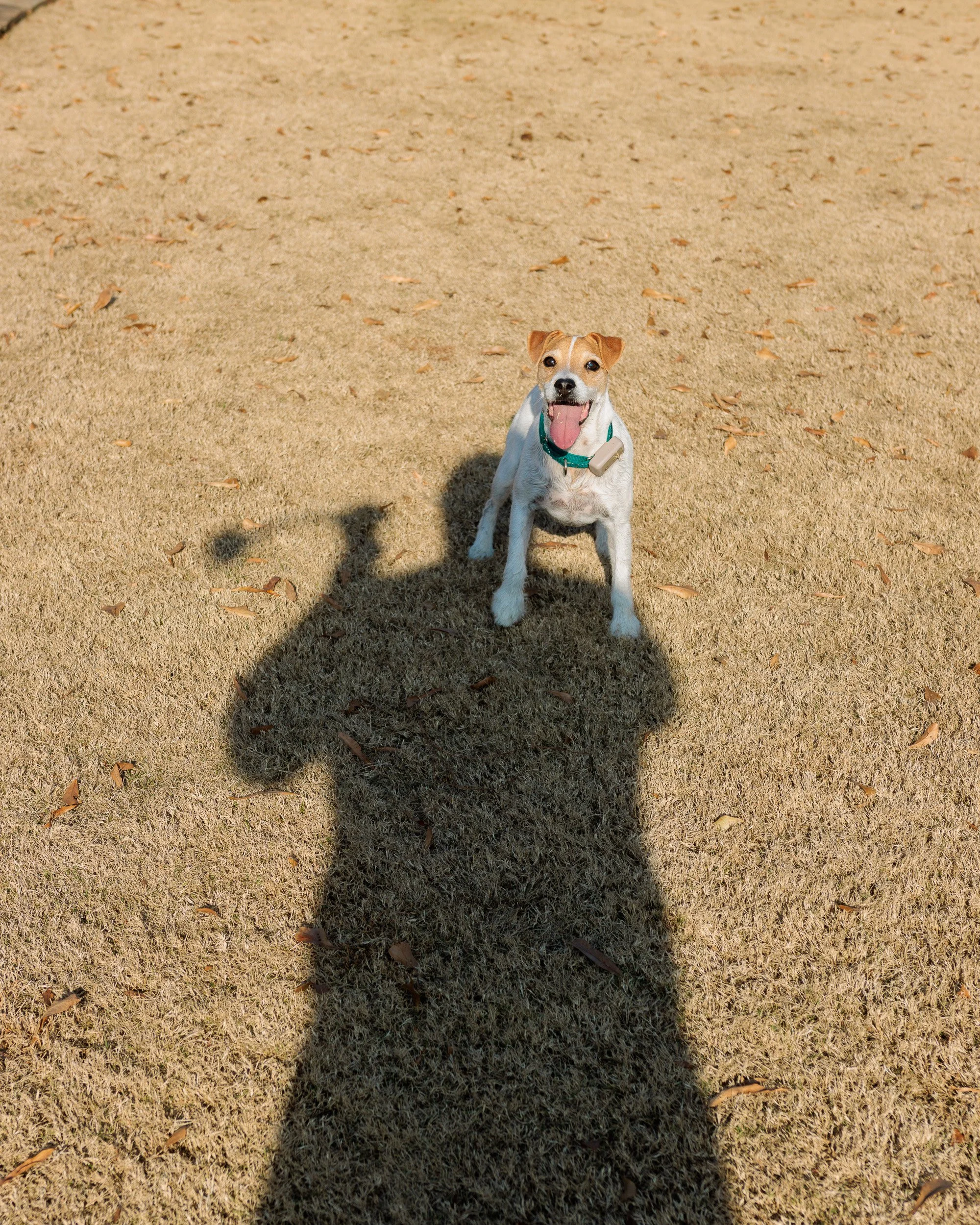 Fetch Before the Feast- Christmas Eve at the Lake-10.jpg