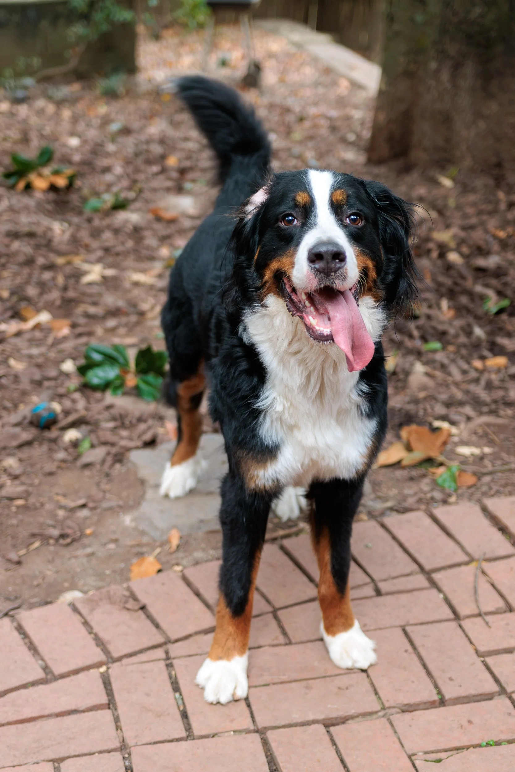 Boxing Day with the Pack-01.jpg