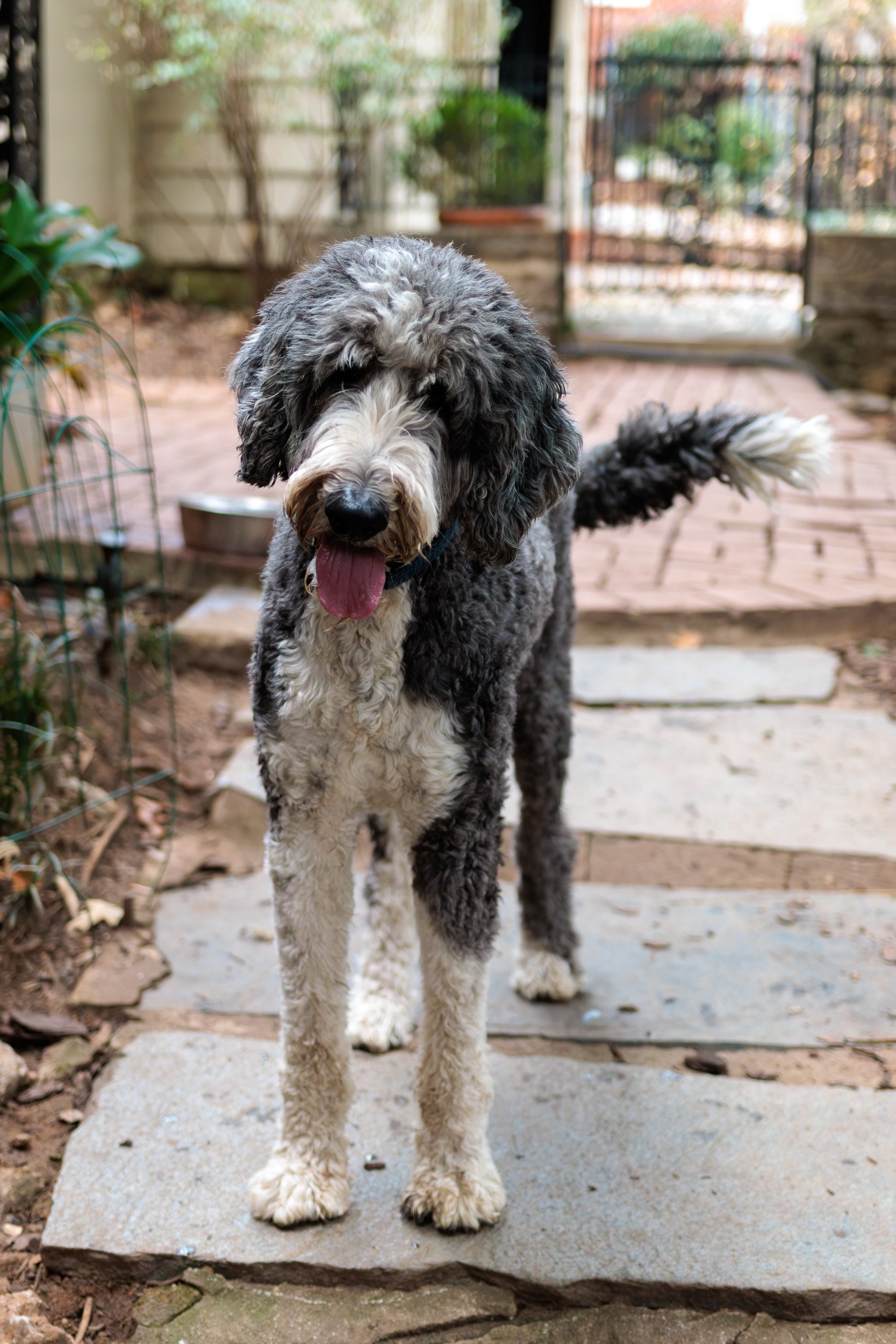 Boxing Day with the Pack-05.jpg