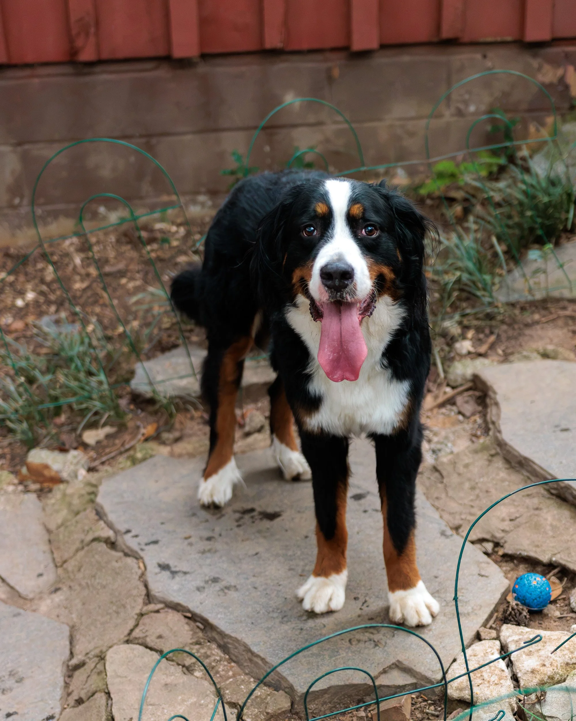 Boxing Day with the Pack-07.jpg