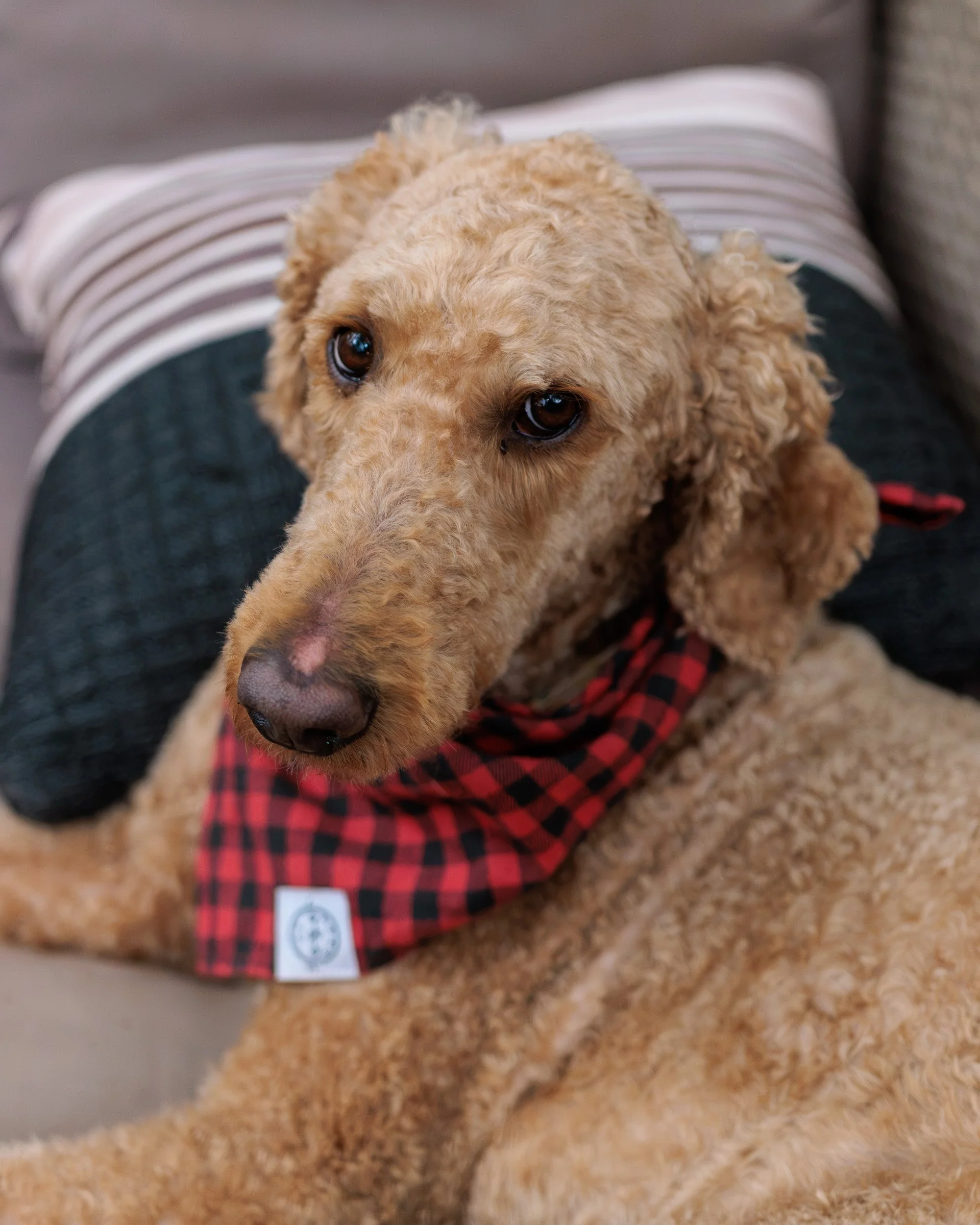Boxing Day with the Pack-09.jpg