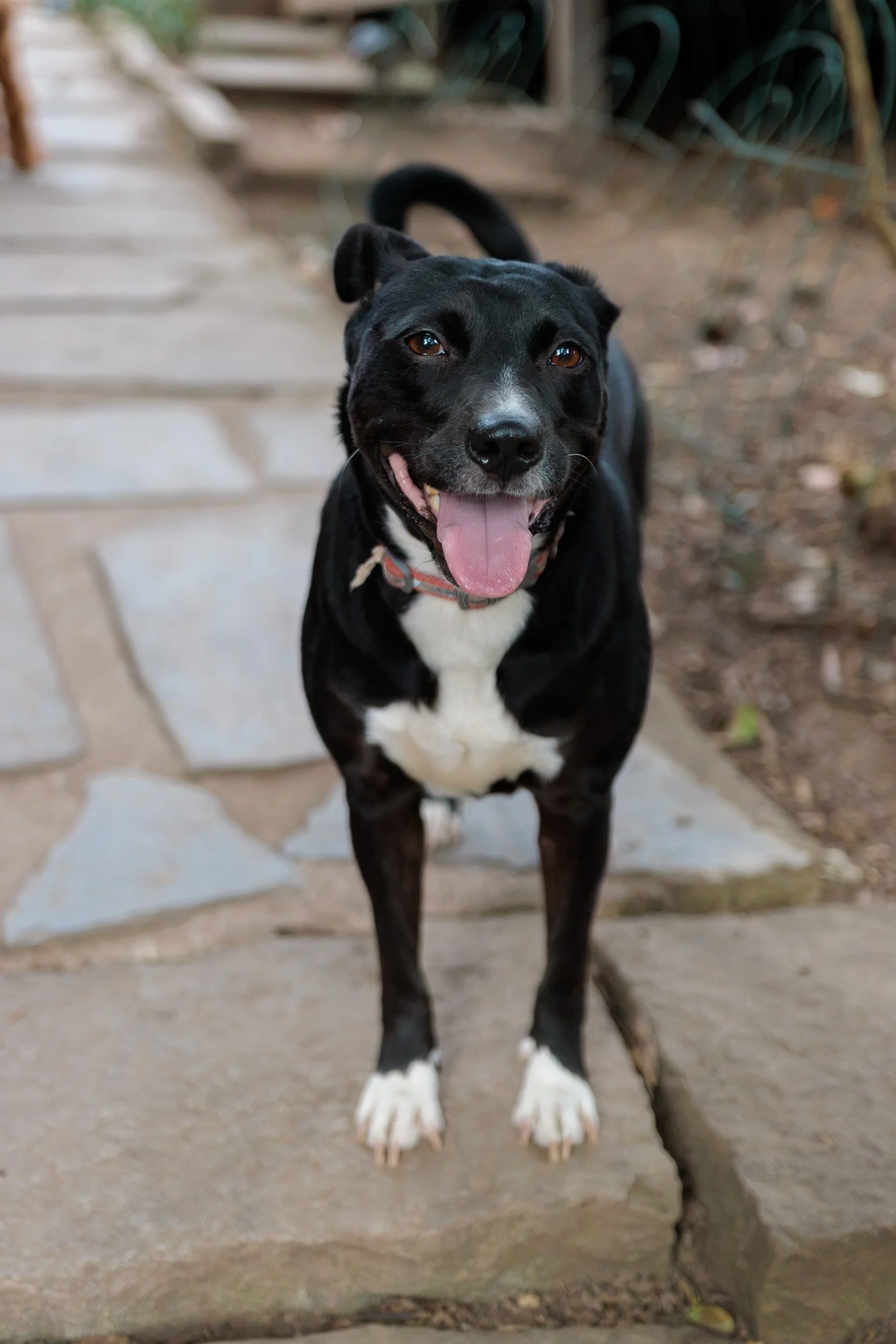 Boxing Day with the Pack-10.jpg