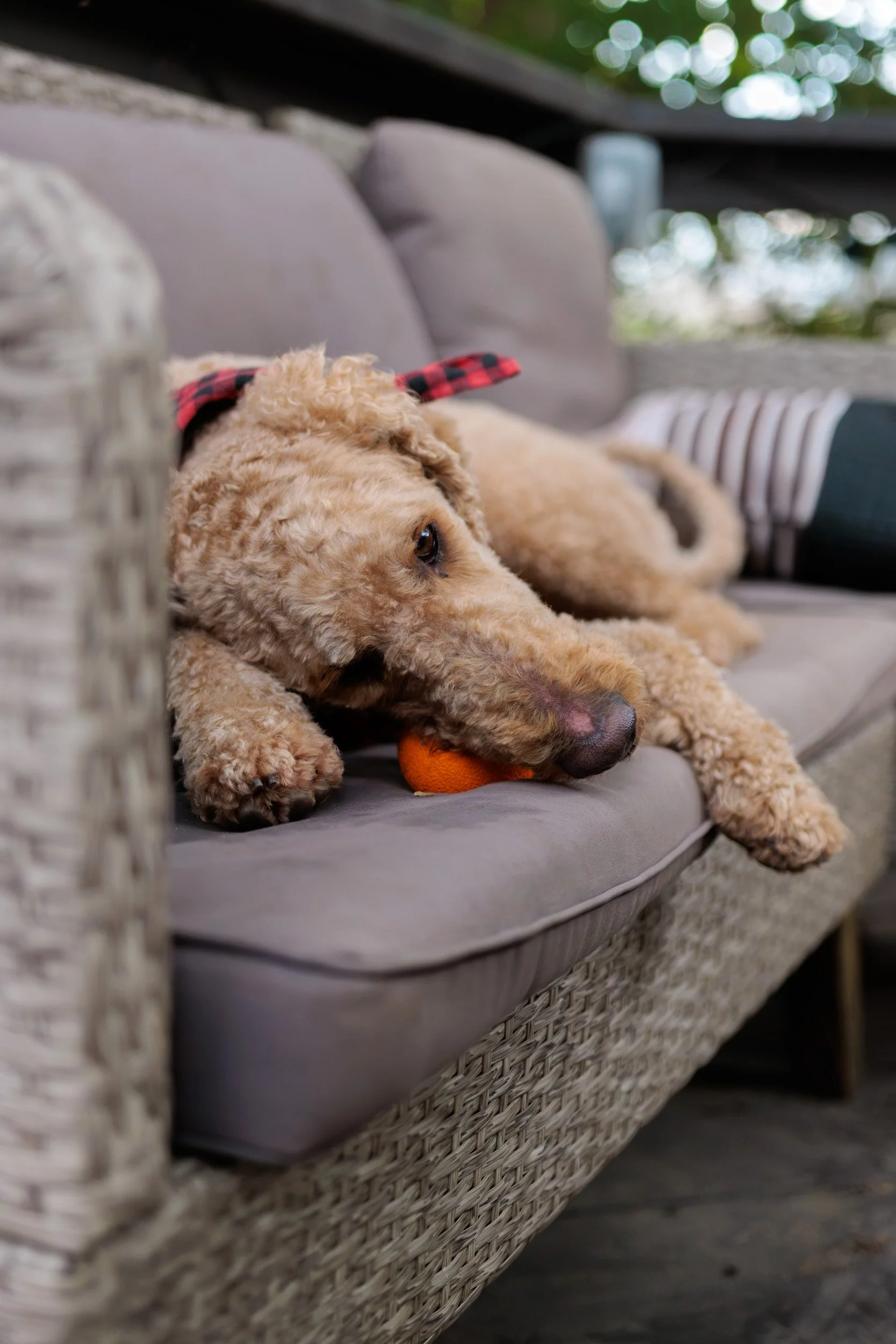 Boxing Day with the Pack-11.jpg