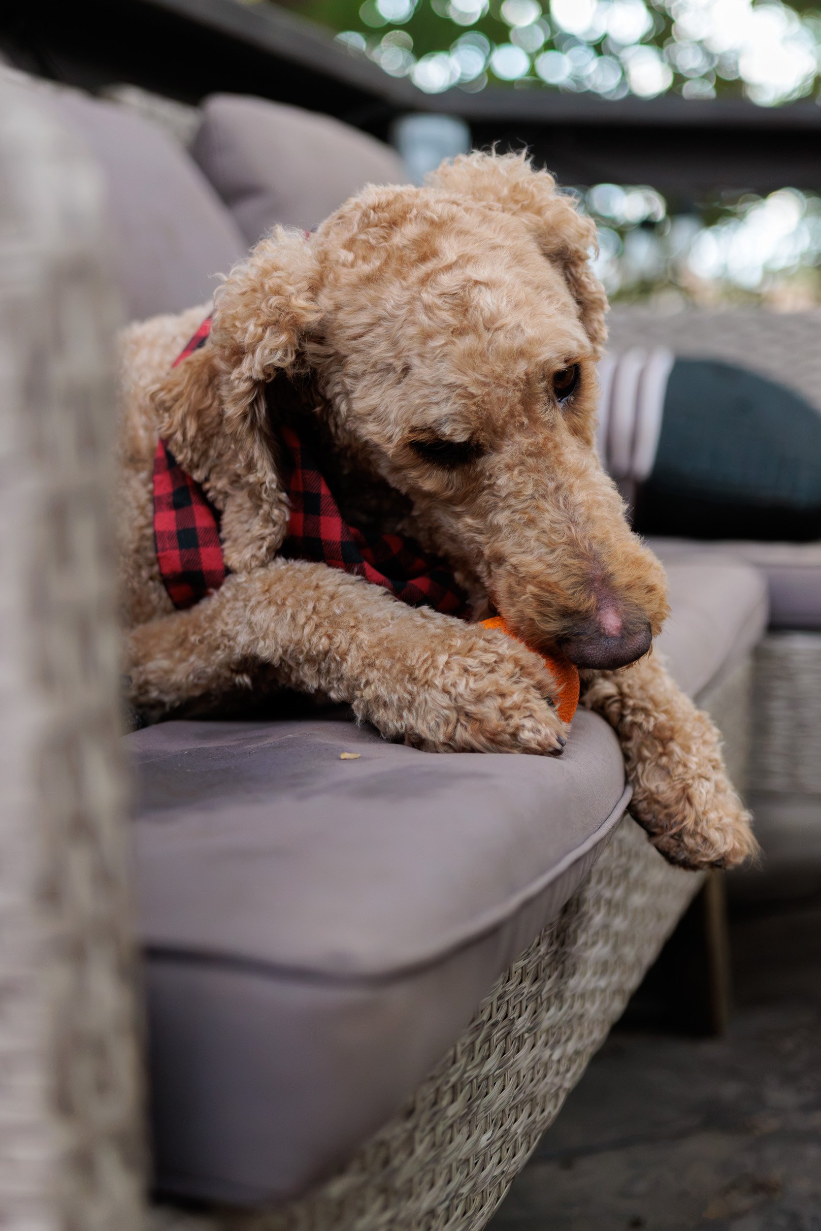 Boxing Day with the Pack-12.jpg