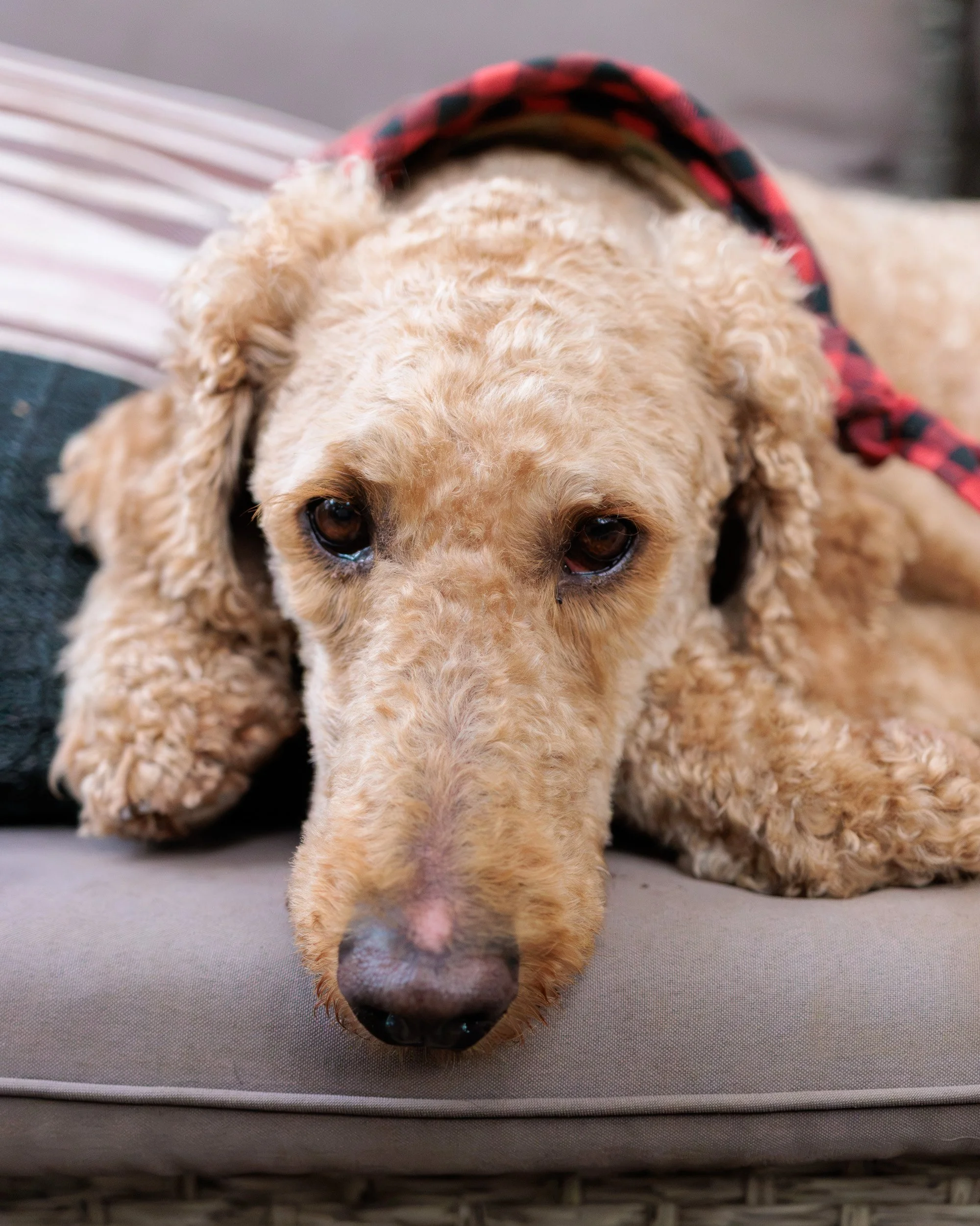 Boxing Day with the Pack-16.jpg