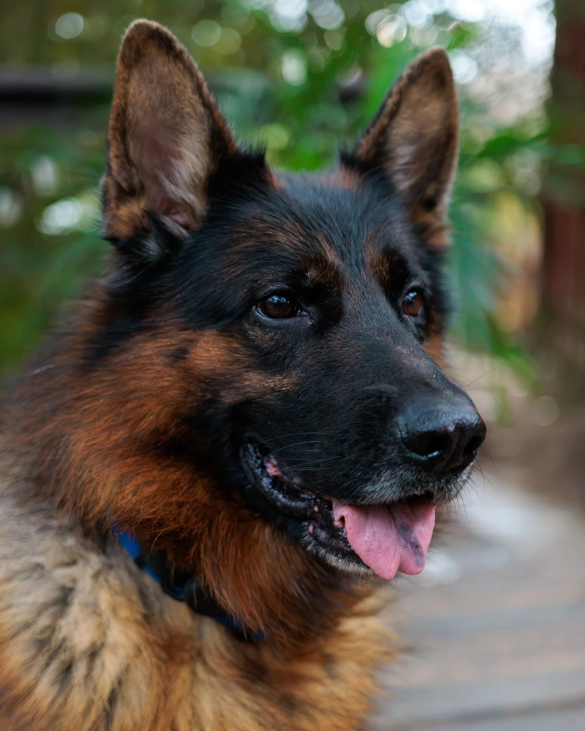 Boxing Day with the Pack-17.jpg