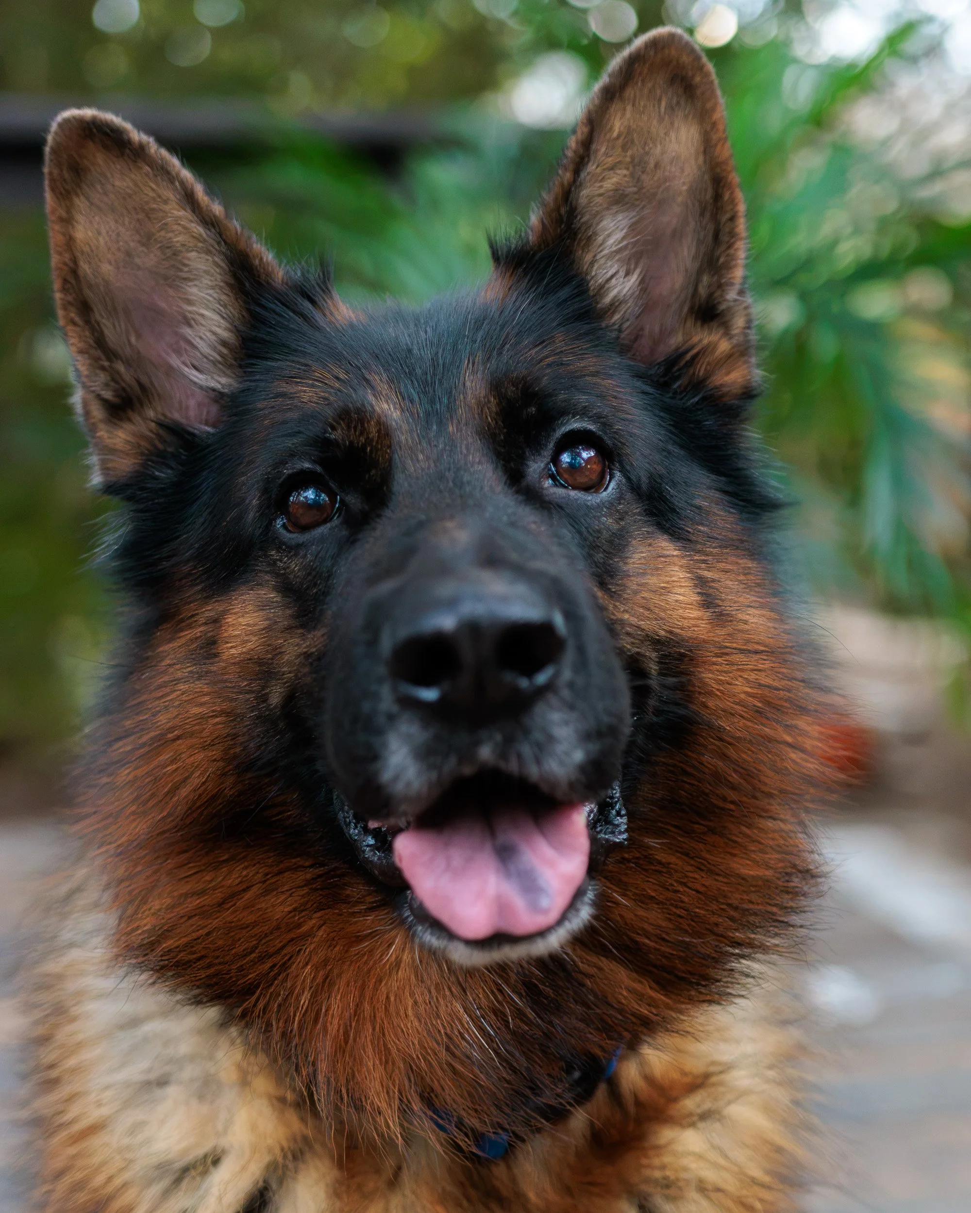 Boxing Day with the Pack-18.jpg
