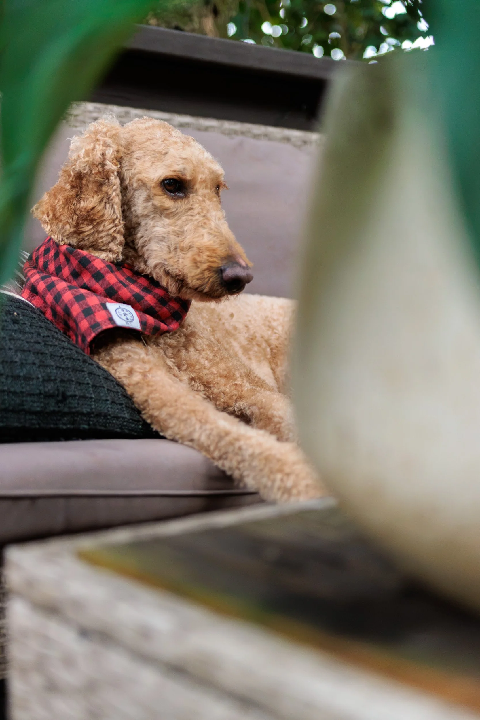 Boxing Day with the Pack-19.jpg