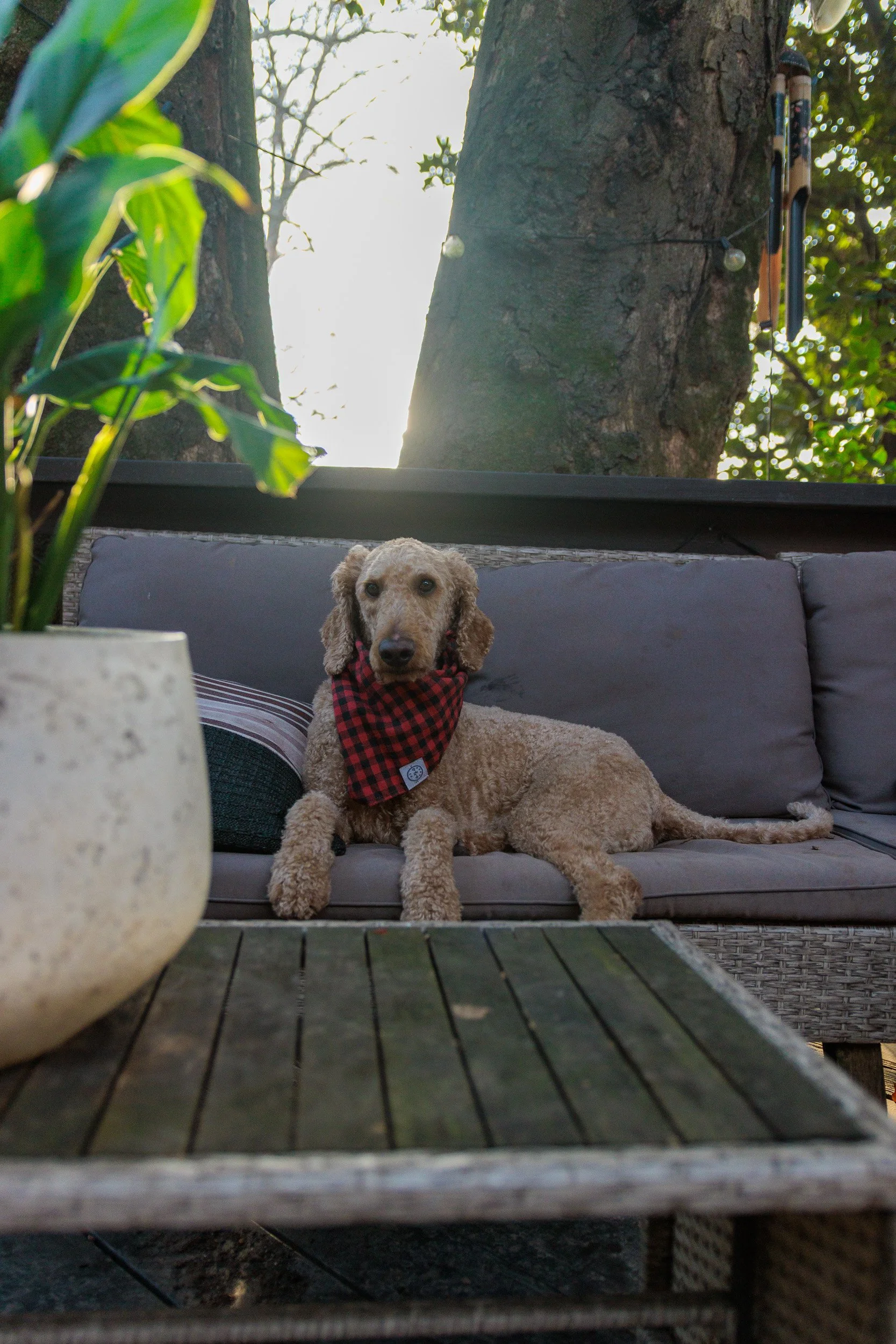 Morning Light on the Porch-02.jpg
