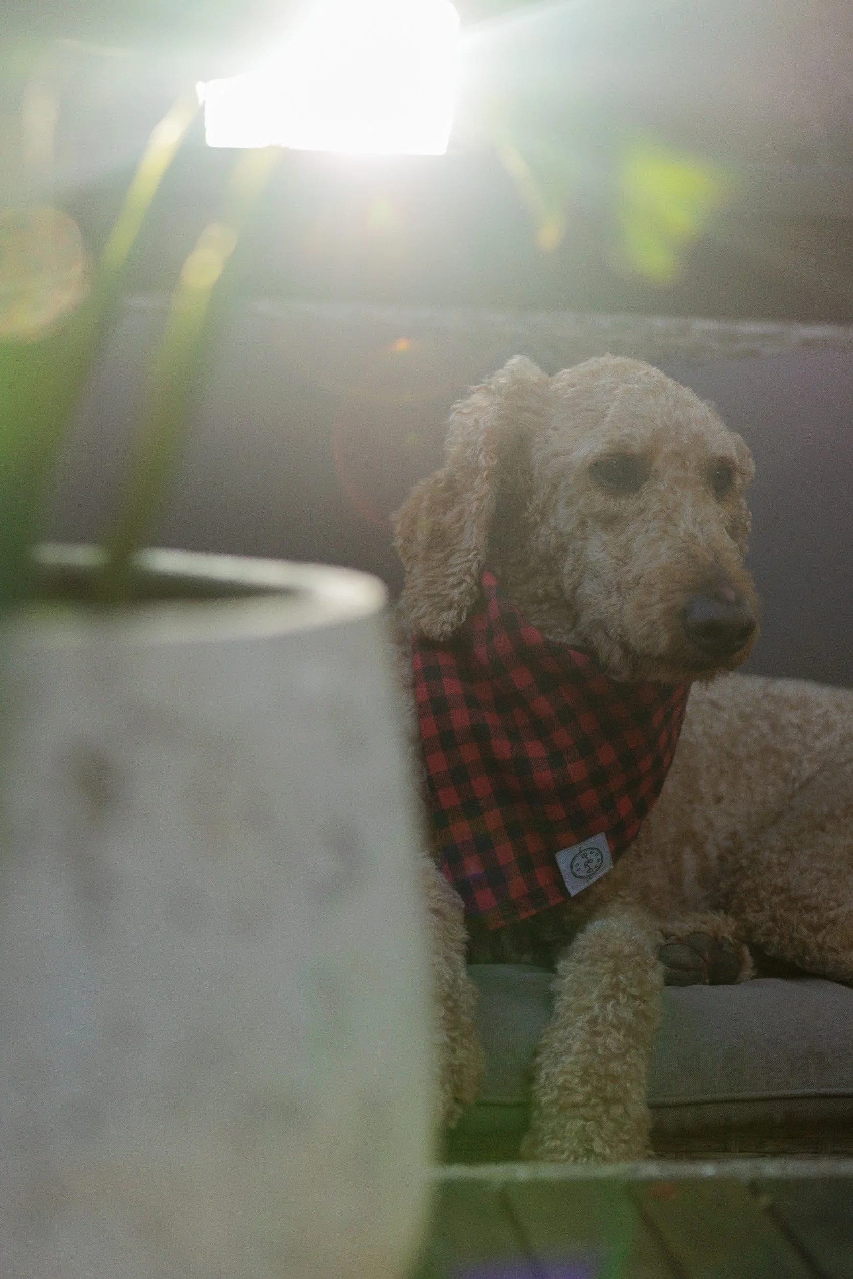 Morning Light on the Porch-03.jpg