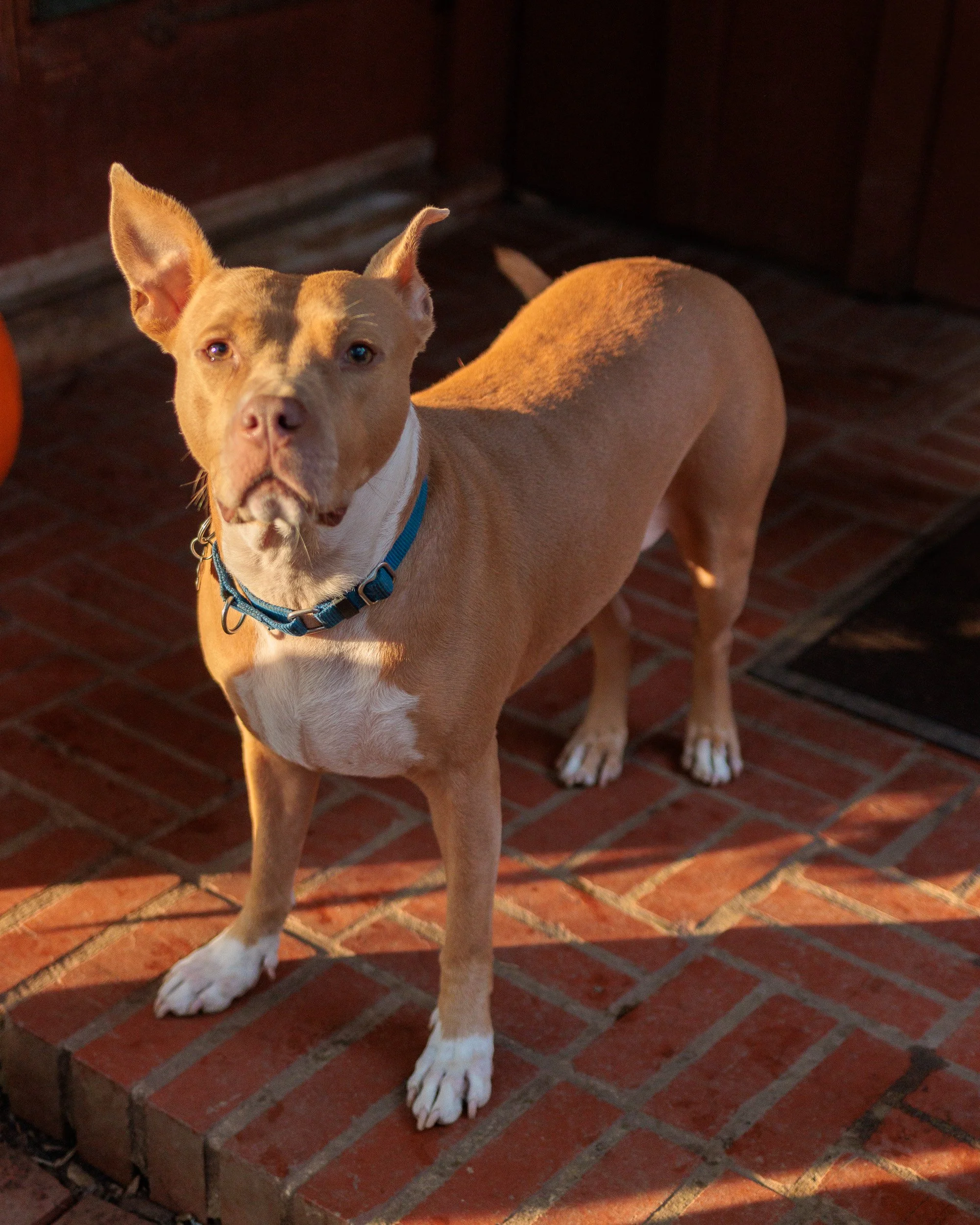 Morning Light on the Porch-04.jpg