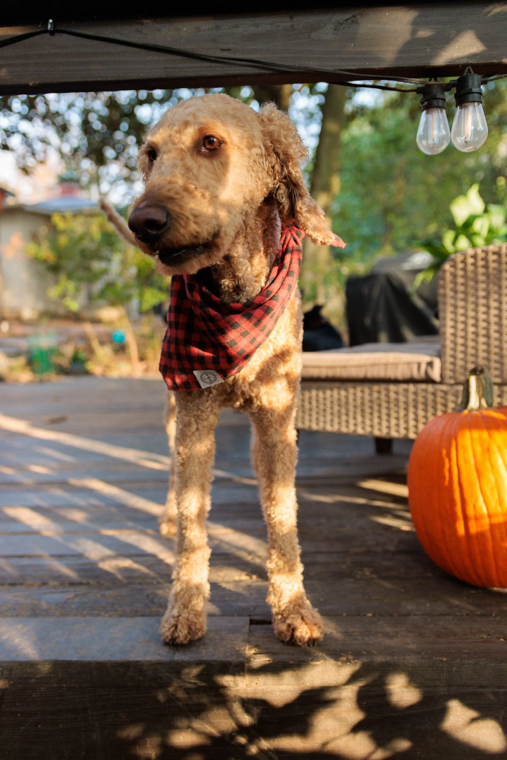 Morning Light on the Porch-10.jpg