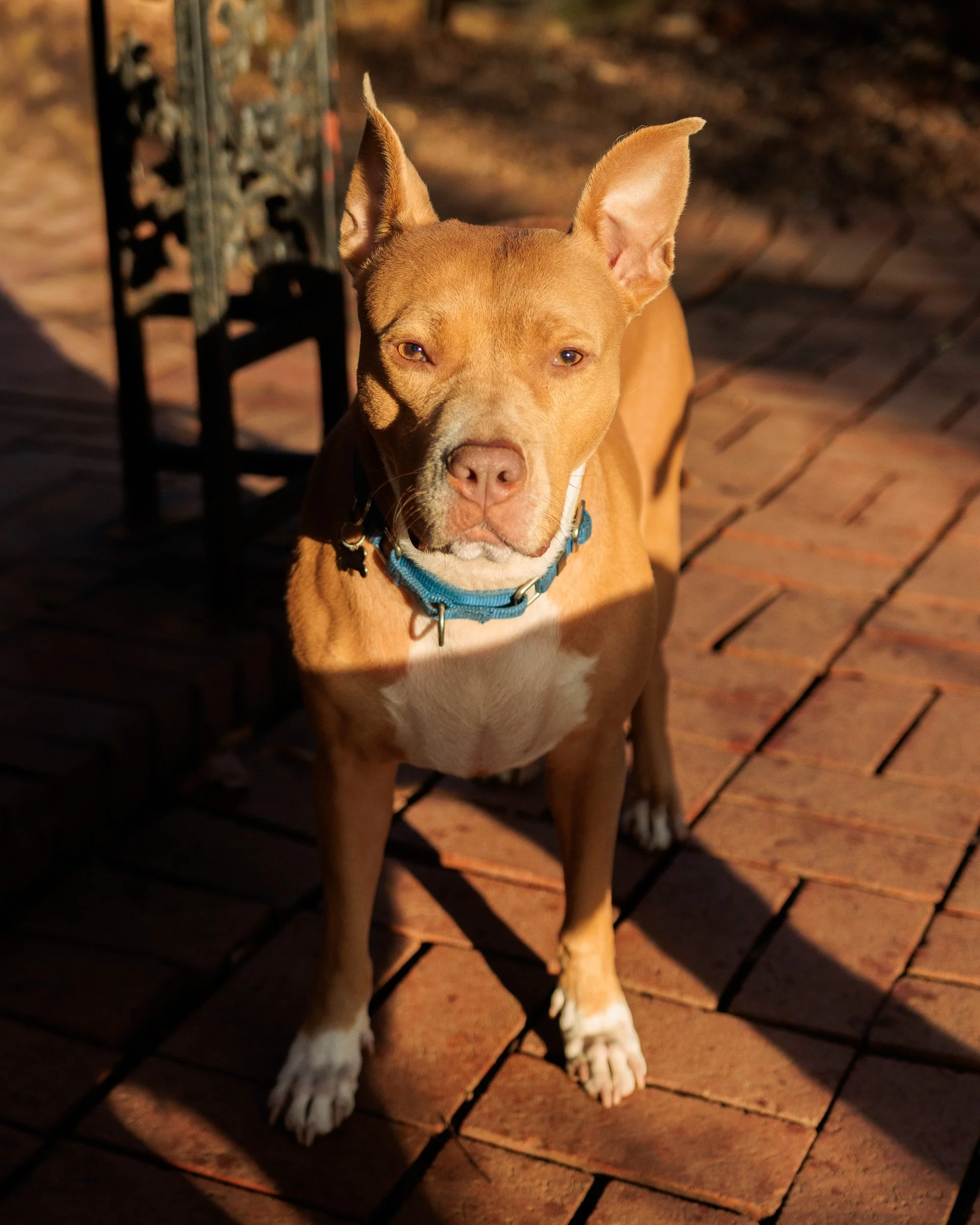 Morning Light on the Porch-13.jpg