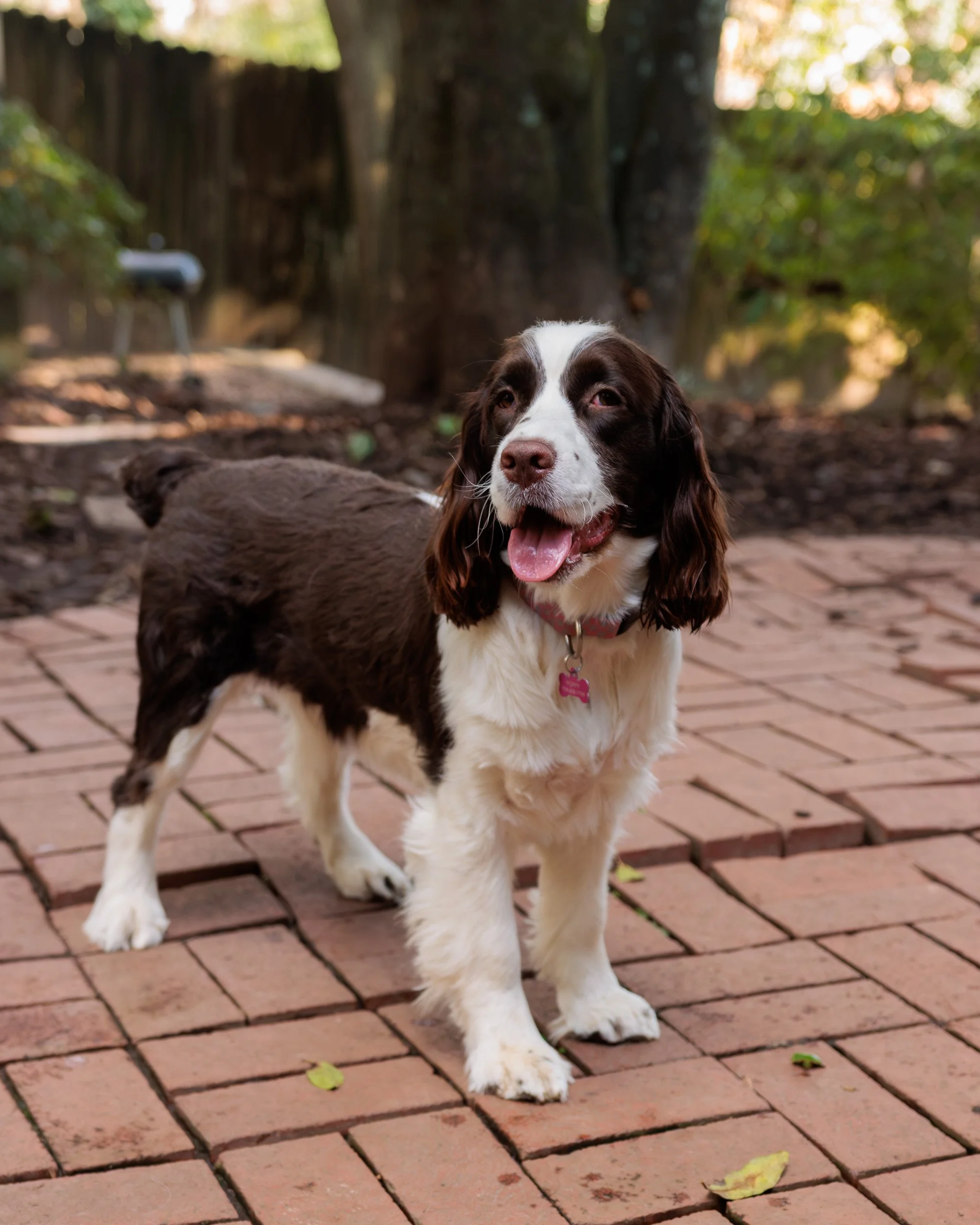 Biggles Loves Poppy-01.jpg