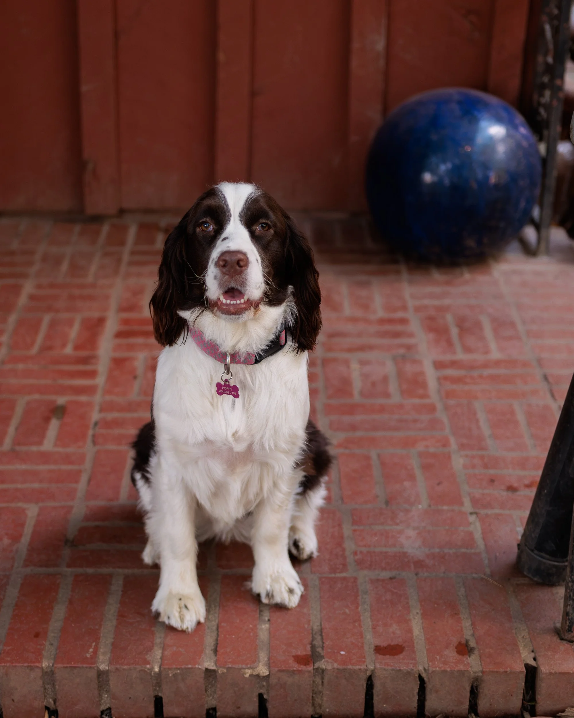 Biggles Loves Poppy-03.jpg
