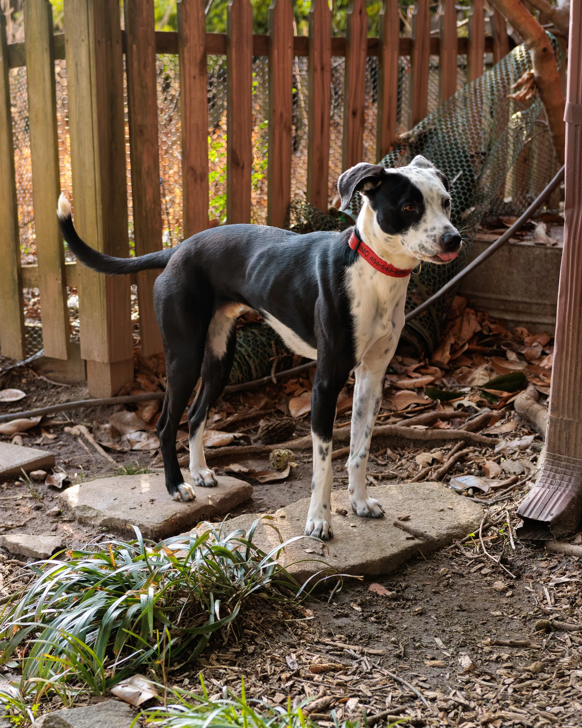 Biggles Loves Poppy-05.jpg