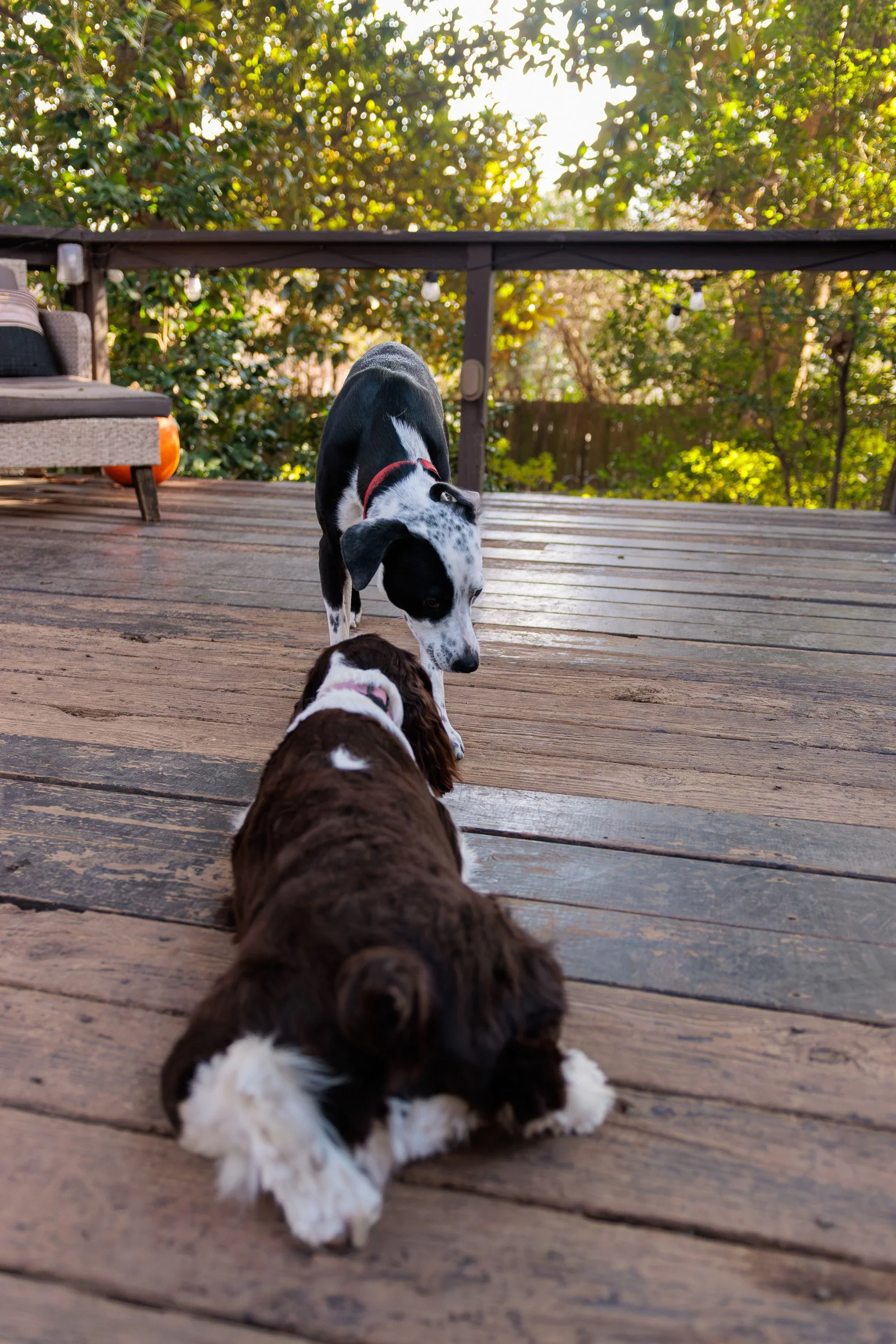 Biggles Loves Poppy-08.jpg