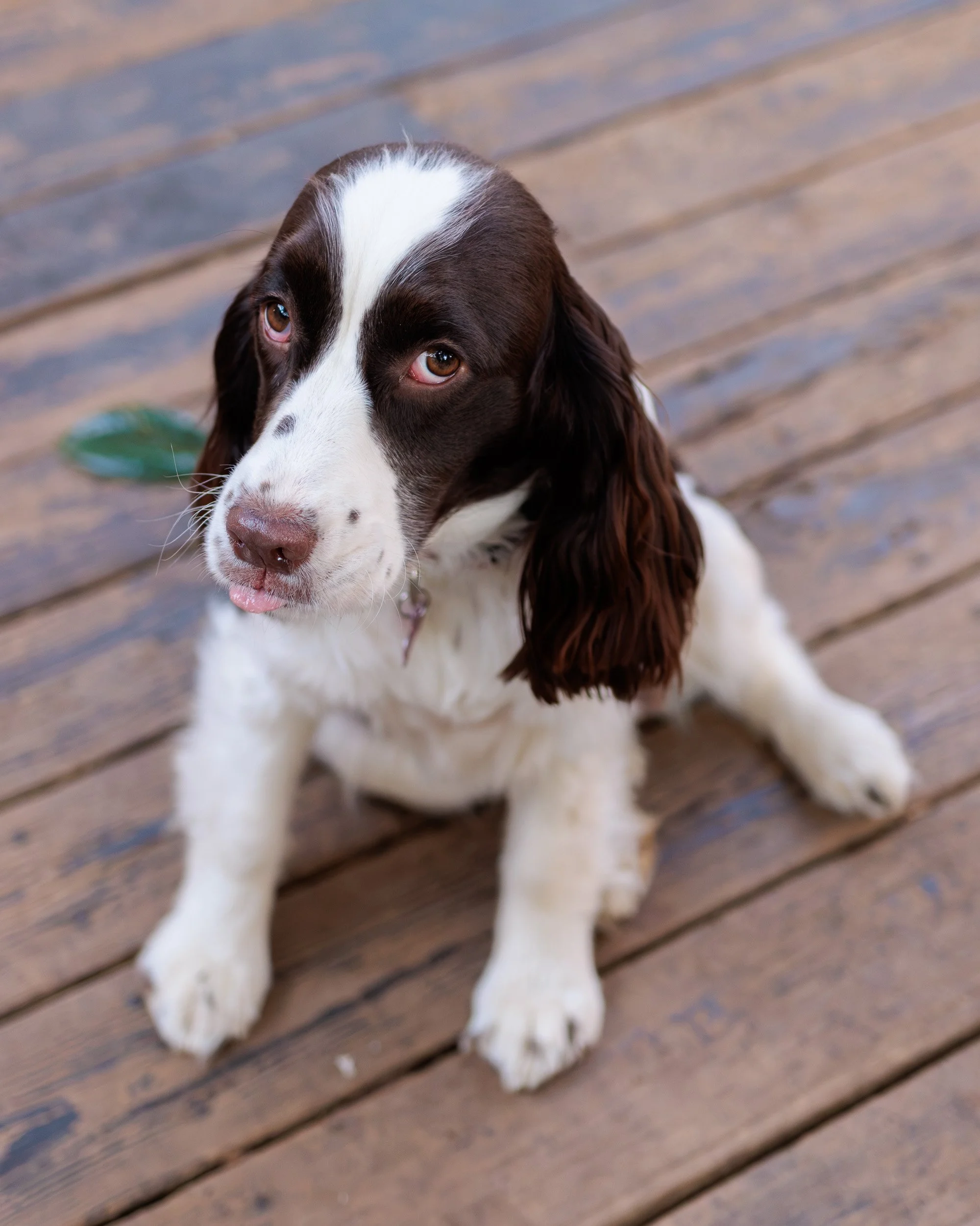 Biggles Loves Poppy-09.jpg