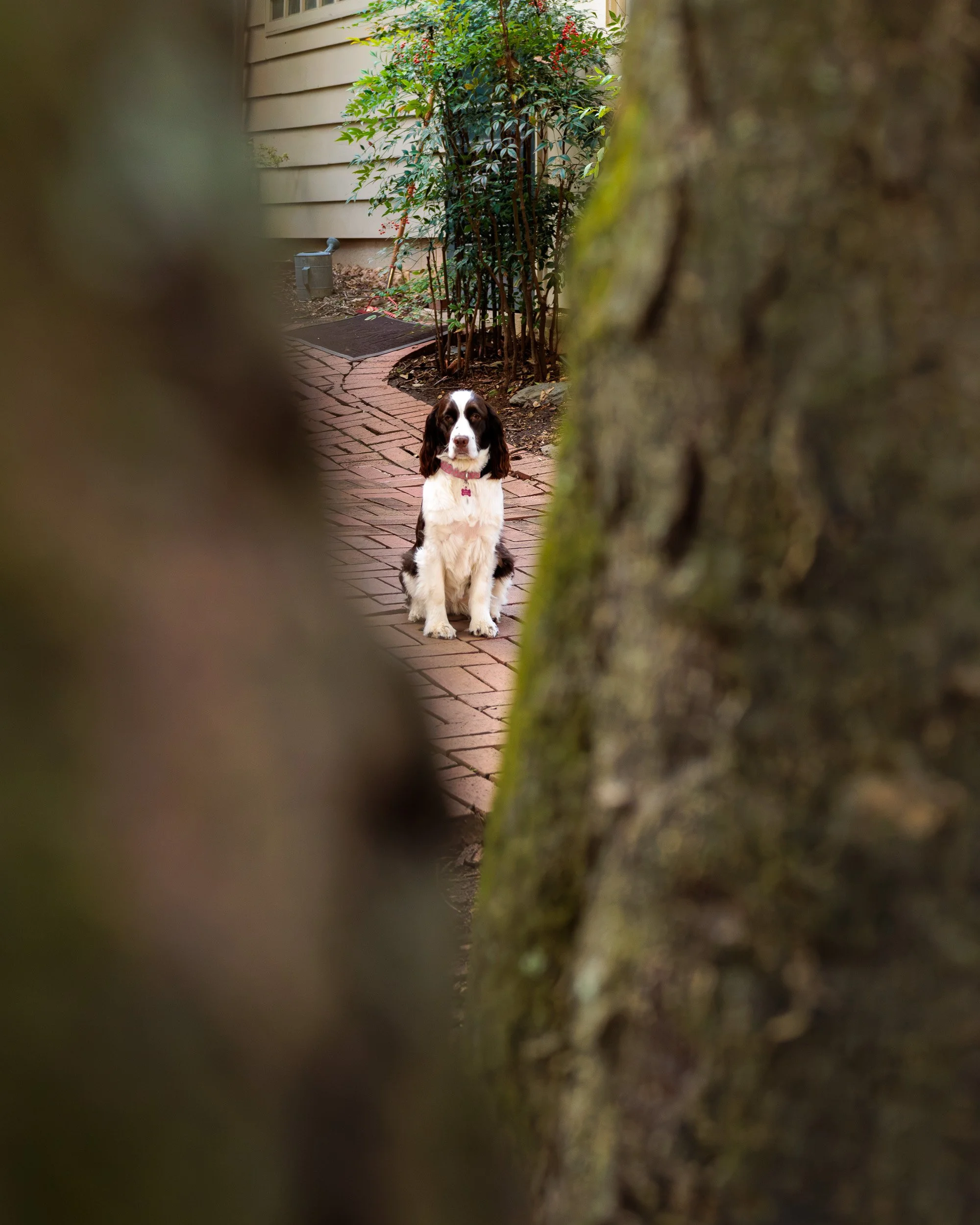 Biggles Loves Poppy-10.jpg