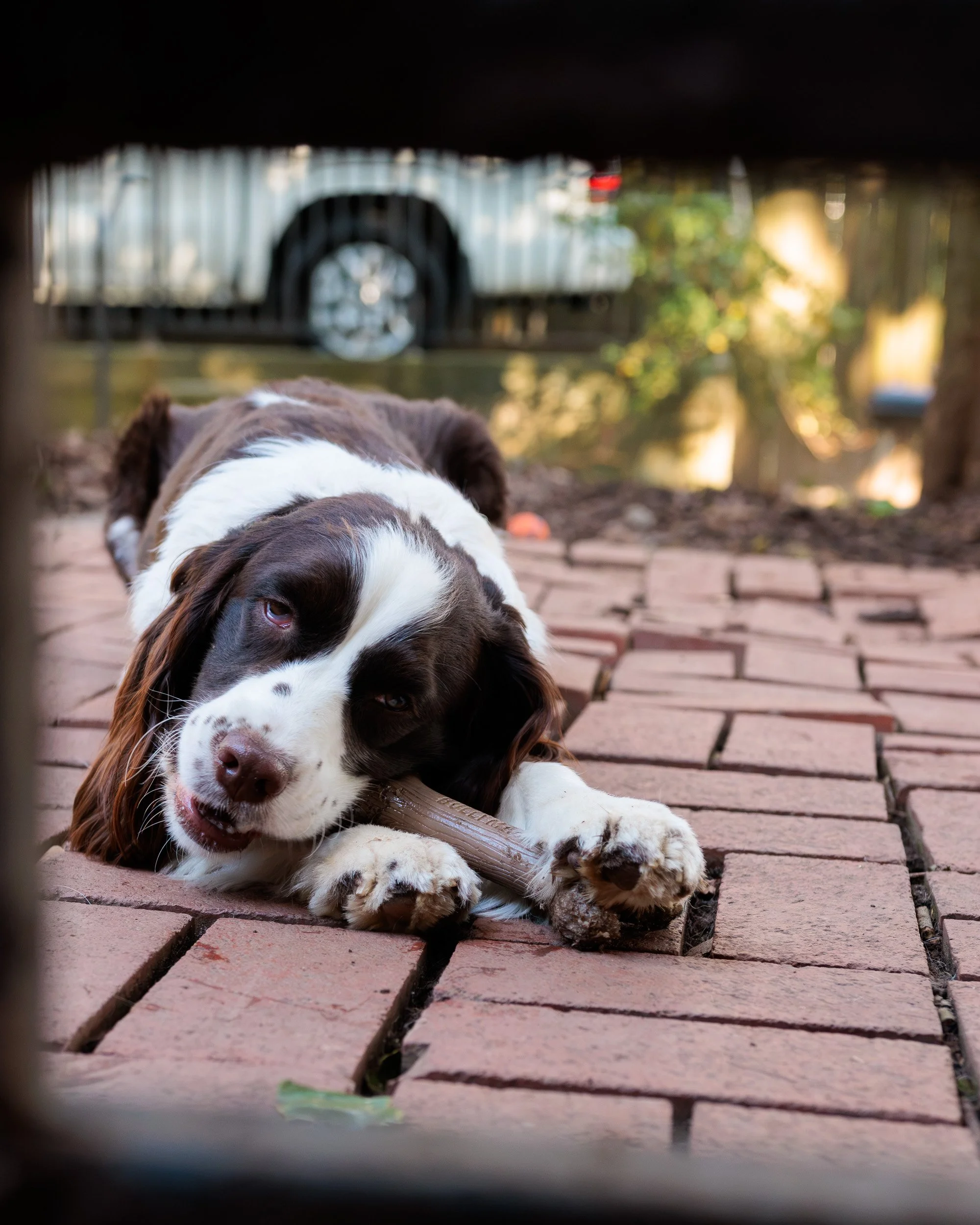 Biggles Loves Poppy-11.jpg