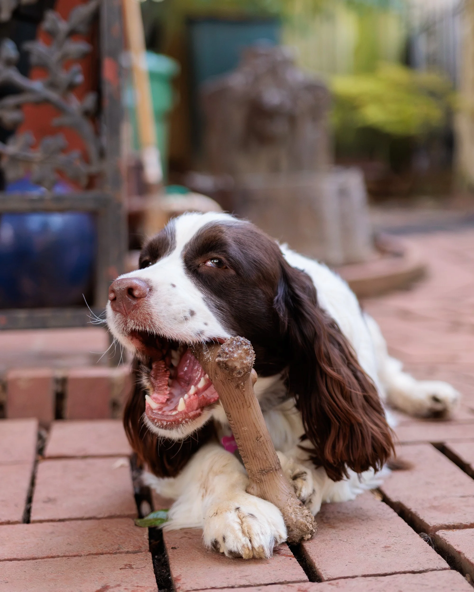 Biggles Loves Poppy-12.jpg