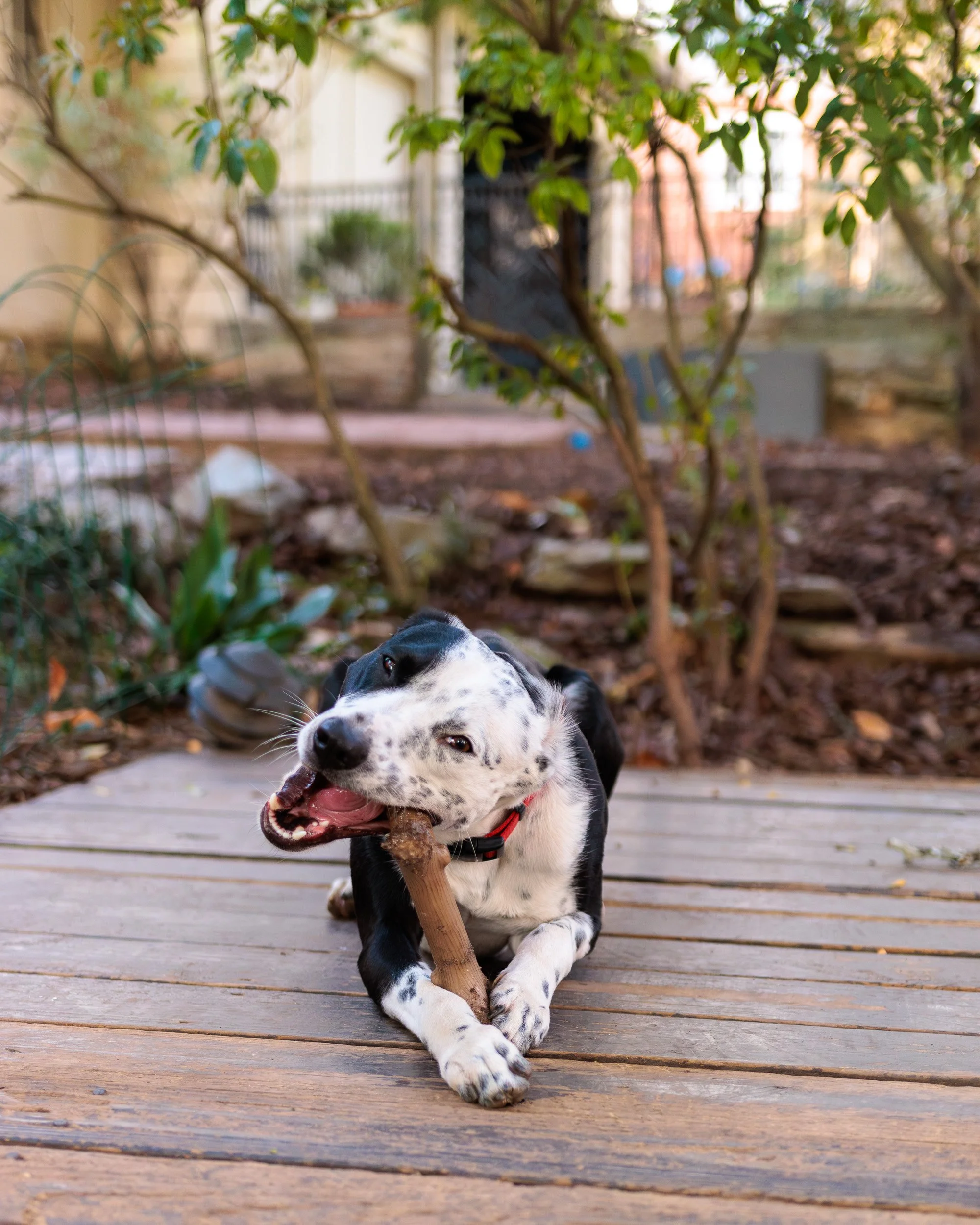 Biggles Loves Poppy-14.jpg