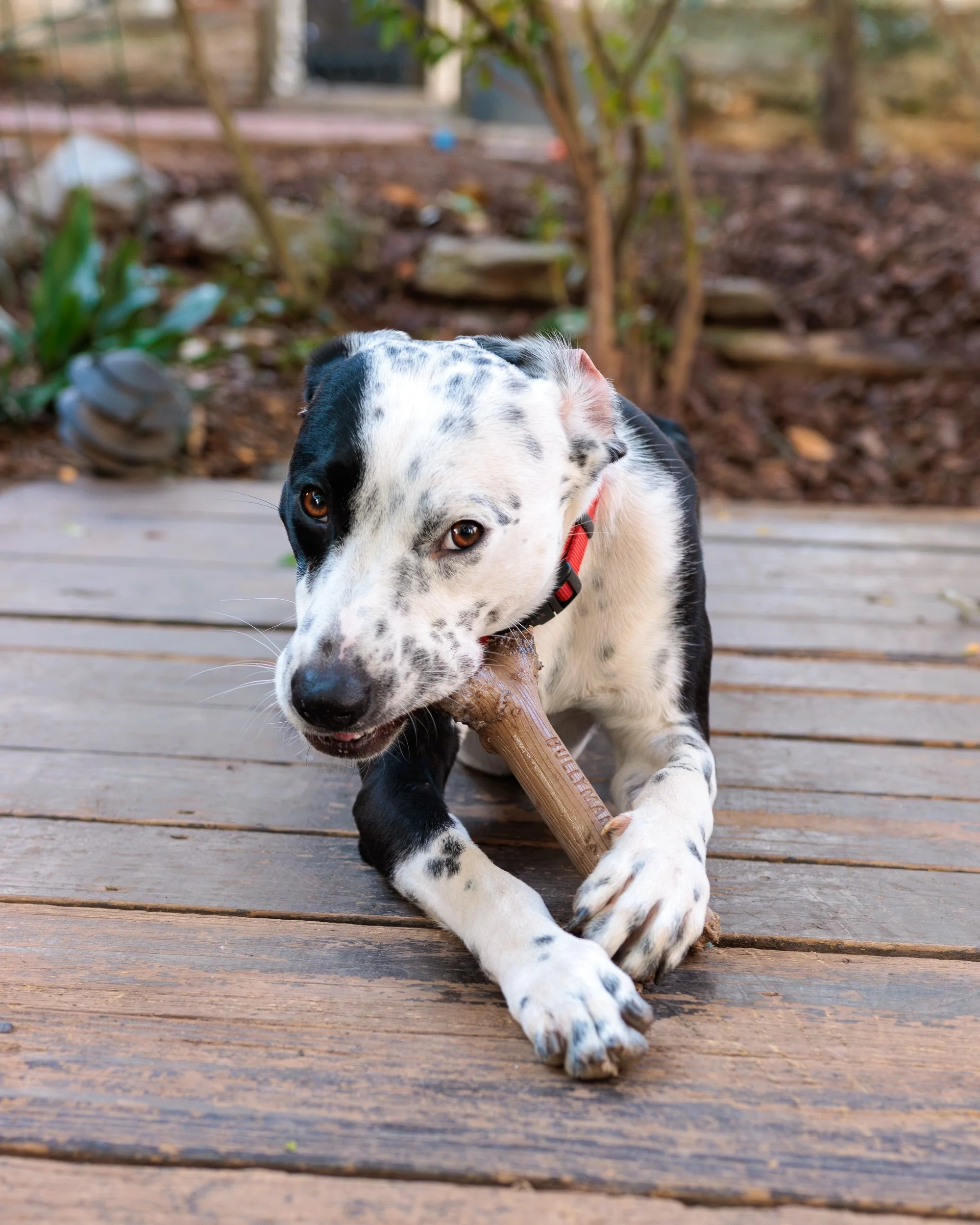 Biggles Loves Poppy-15.jpg