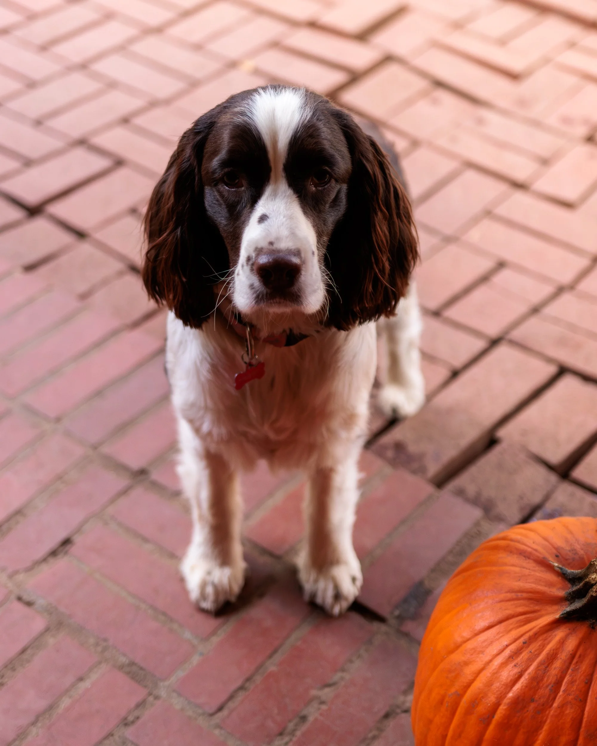 Biggles Loves Poppy-18.jpg
