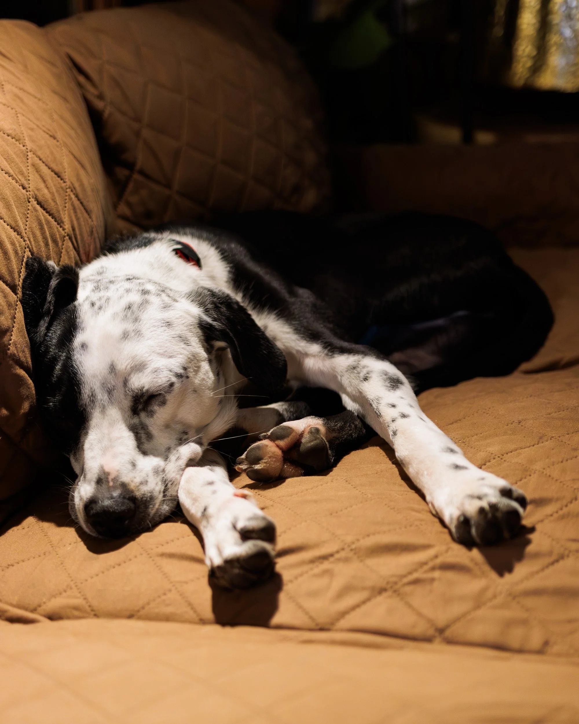 Biggles Loves Poppy-20.jpg