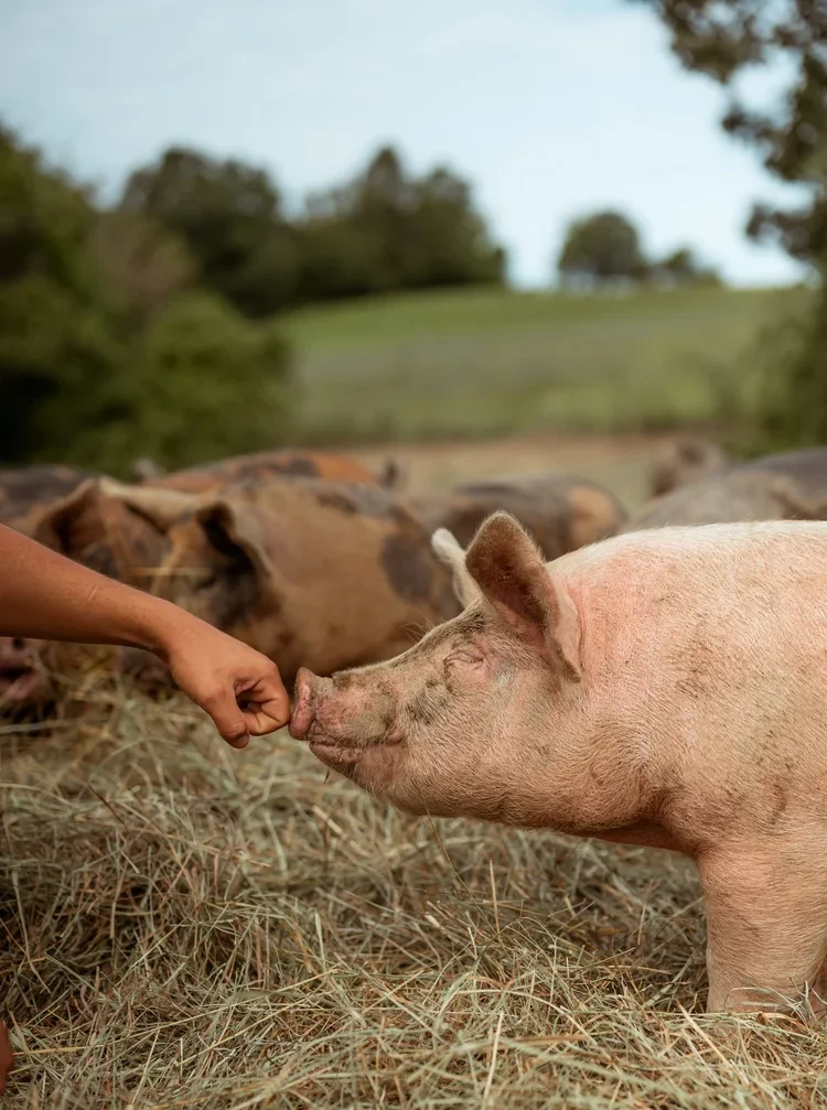 Farmer interacting with bigs at Schoharie County Farm in Upstate New York