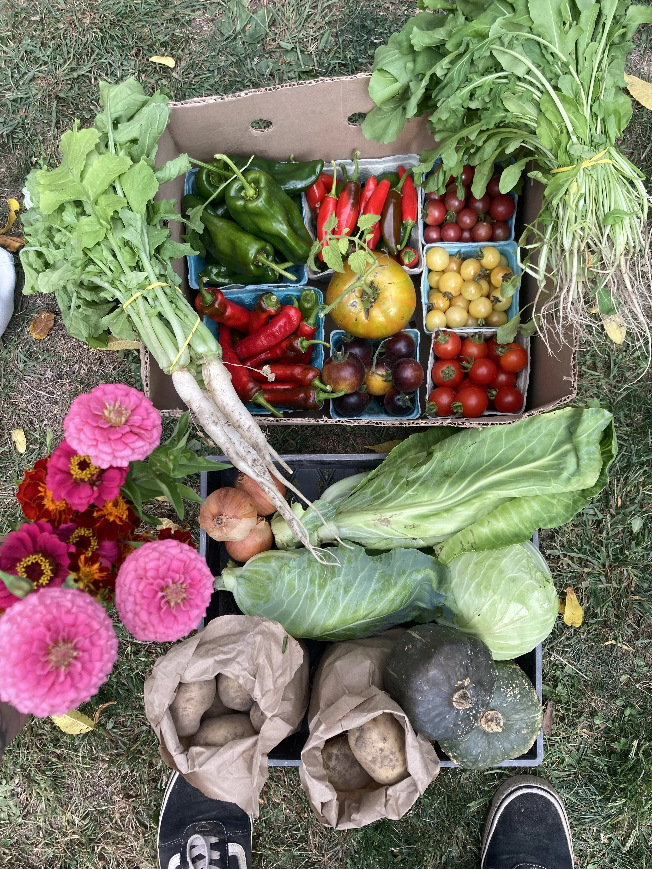Agripreneur collection of produce in a box in schoharie county