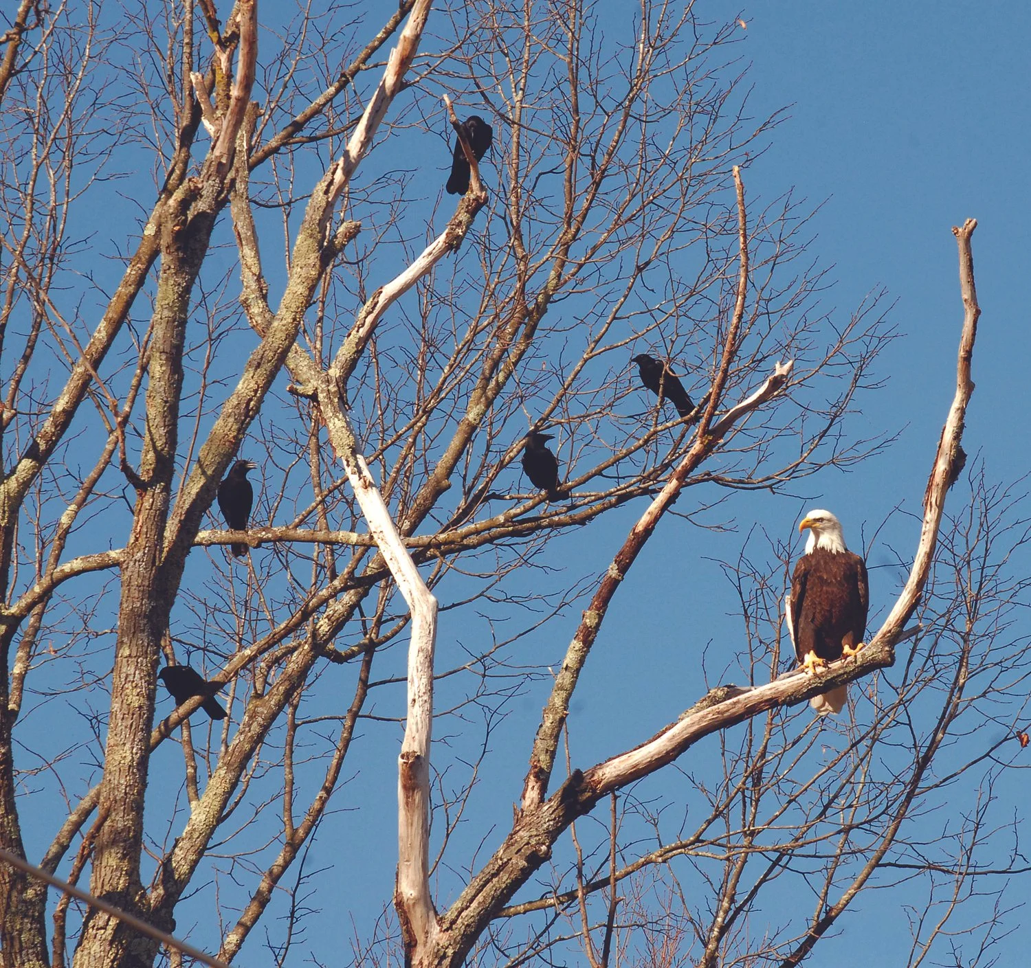 11.15.25 eagle.jpg