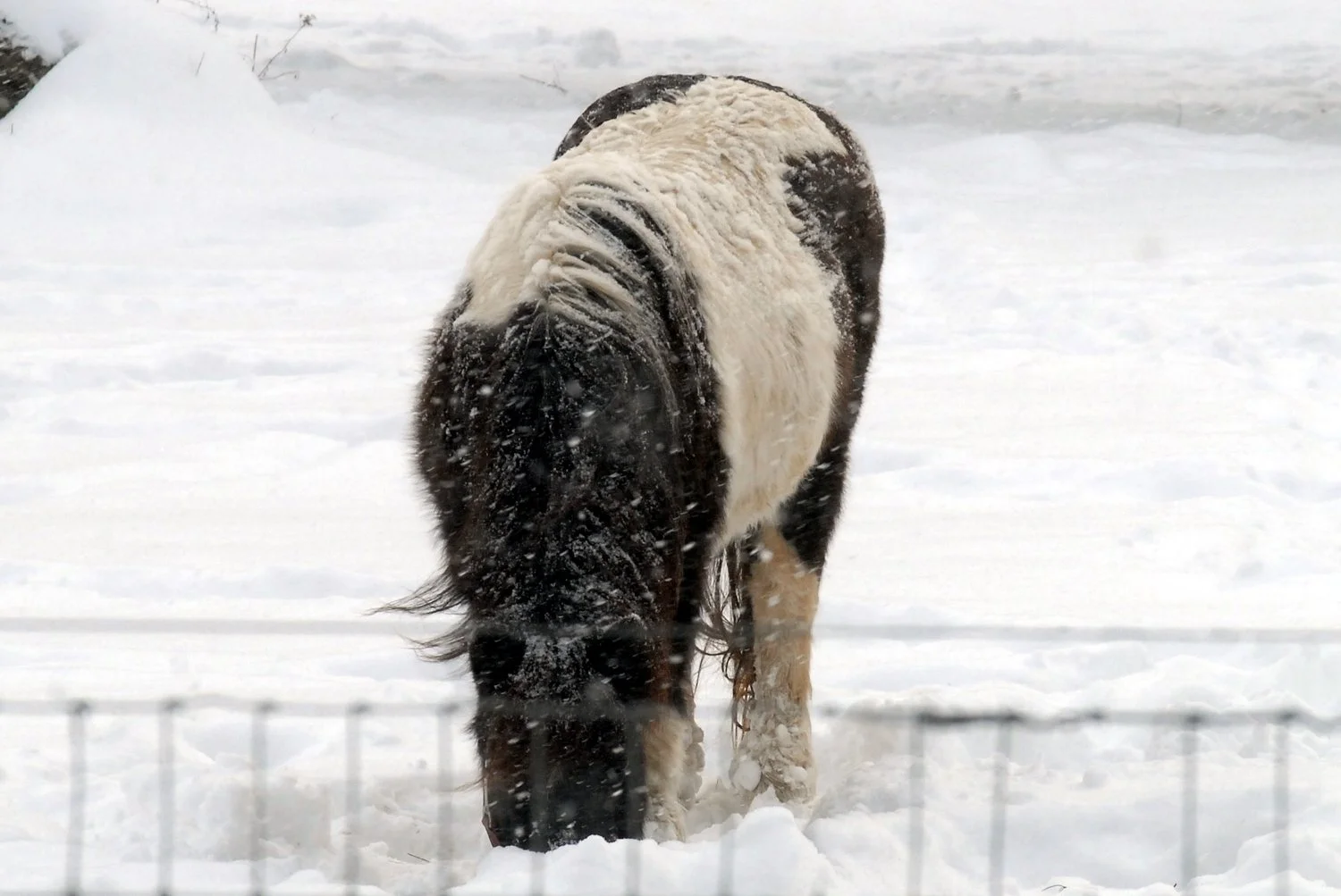12.13.25 Amish snow pony.jpg