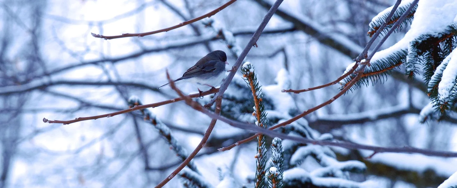 12.27 junco.jpg