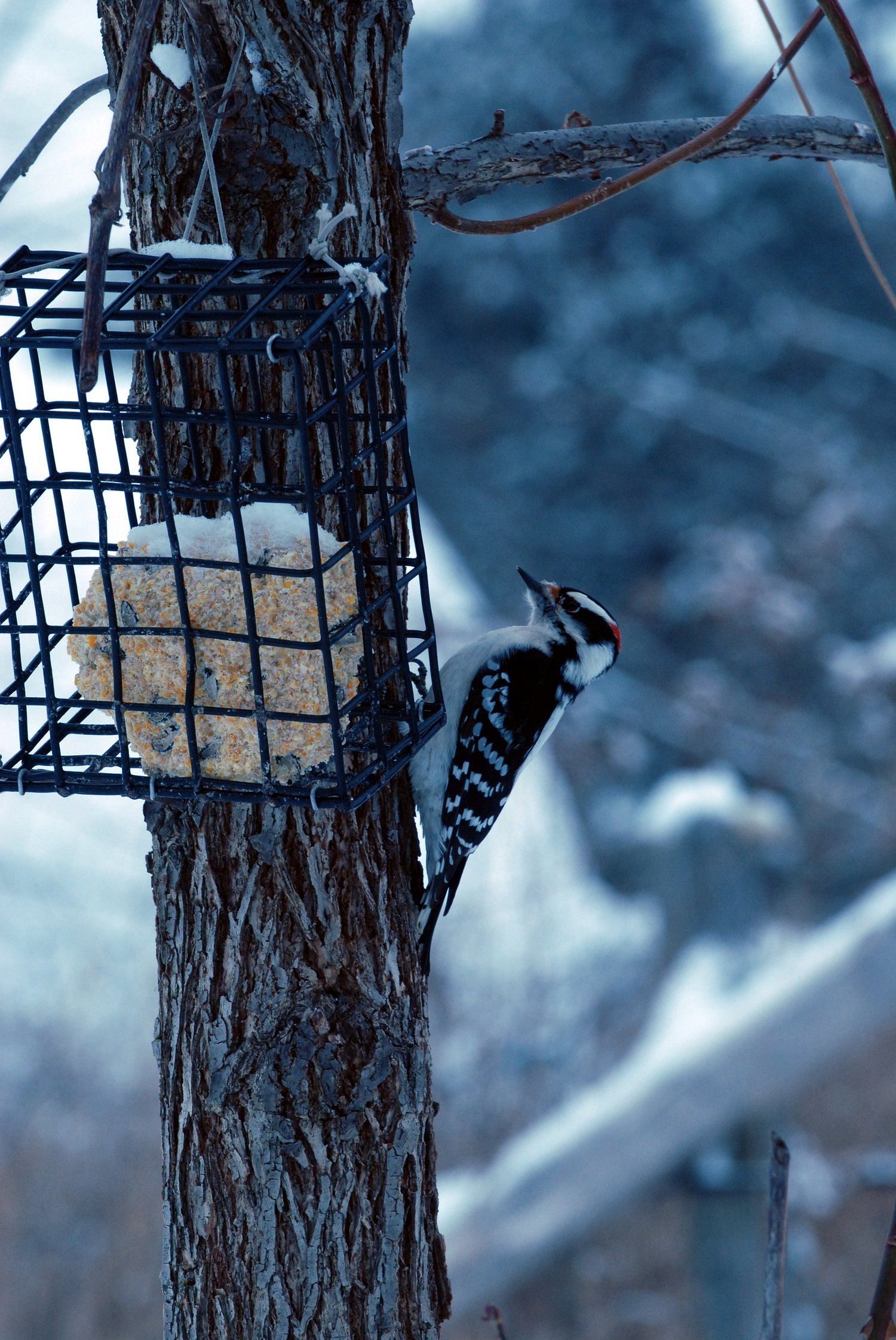 12.27 woodpecker.jpg