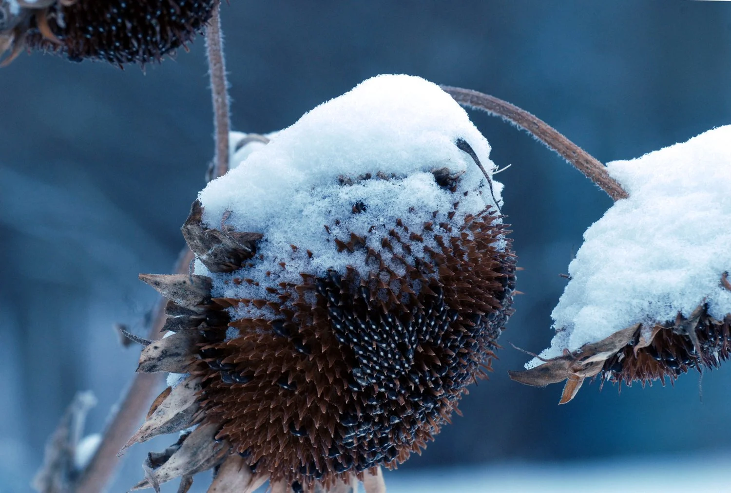 Welcome to a Winter Wonderland. Schoharie County’s 1st Real 2025 Snowstorm in Photos.