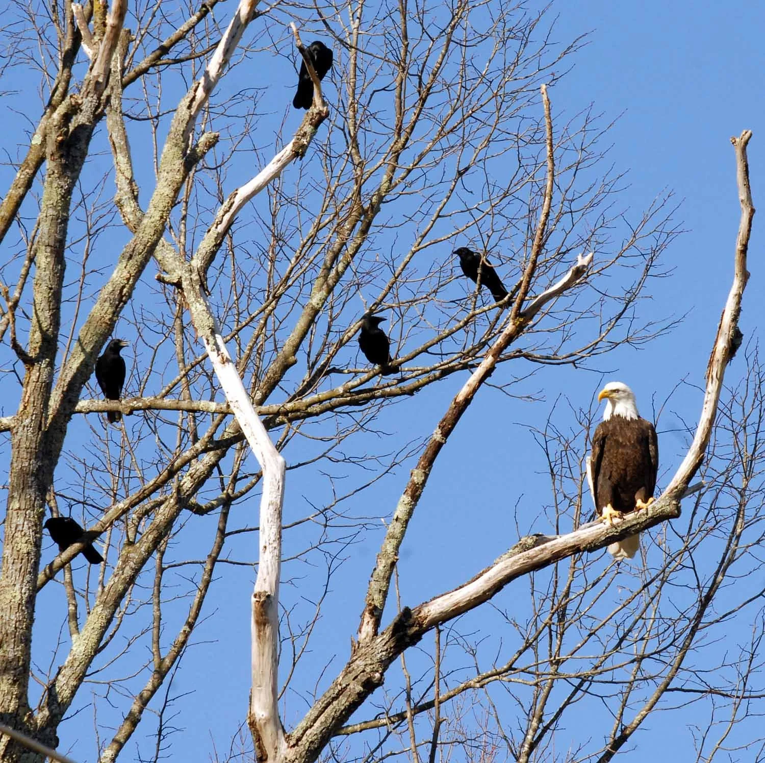 SEEC. eagles our eagle.jpg