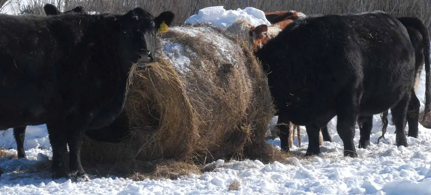 SEEC. Central Bridge cows1.jpg
